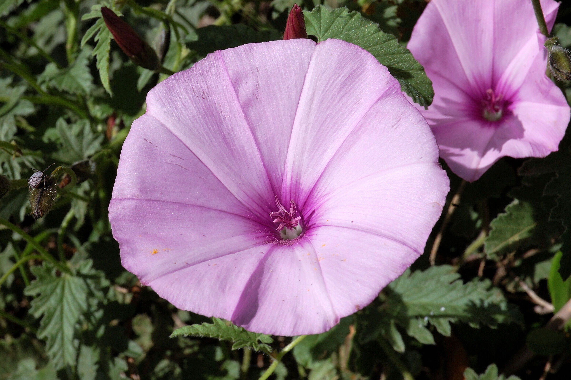 Dettagli rosa