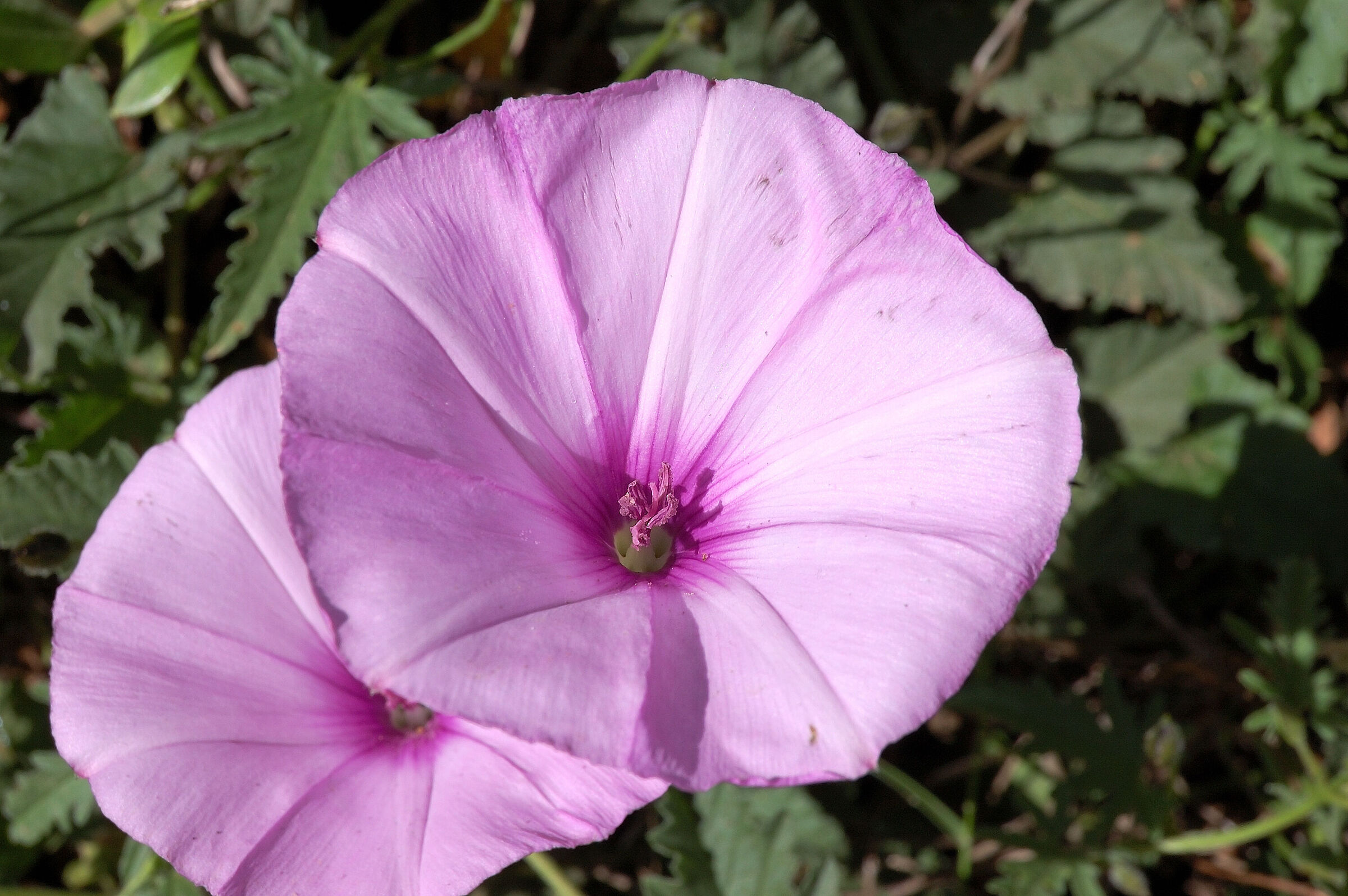 Dettagli rosa