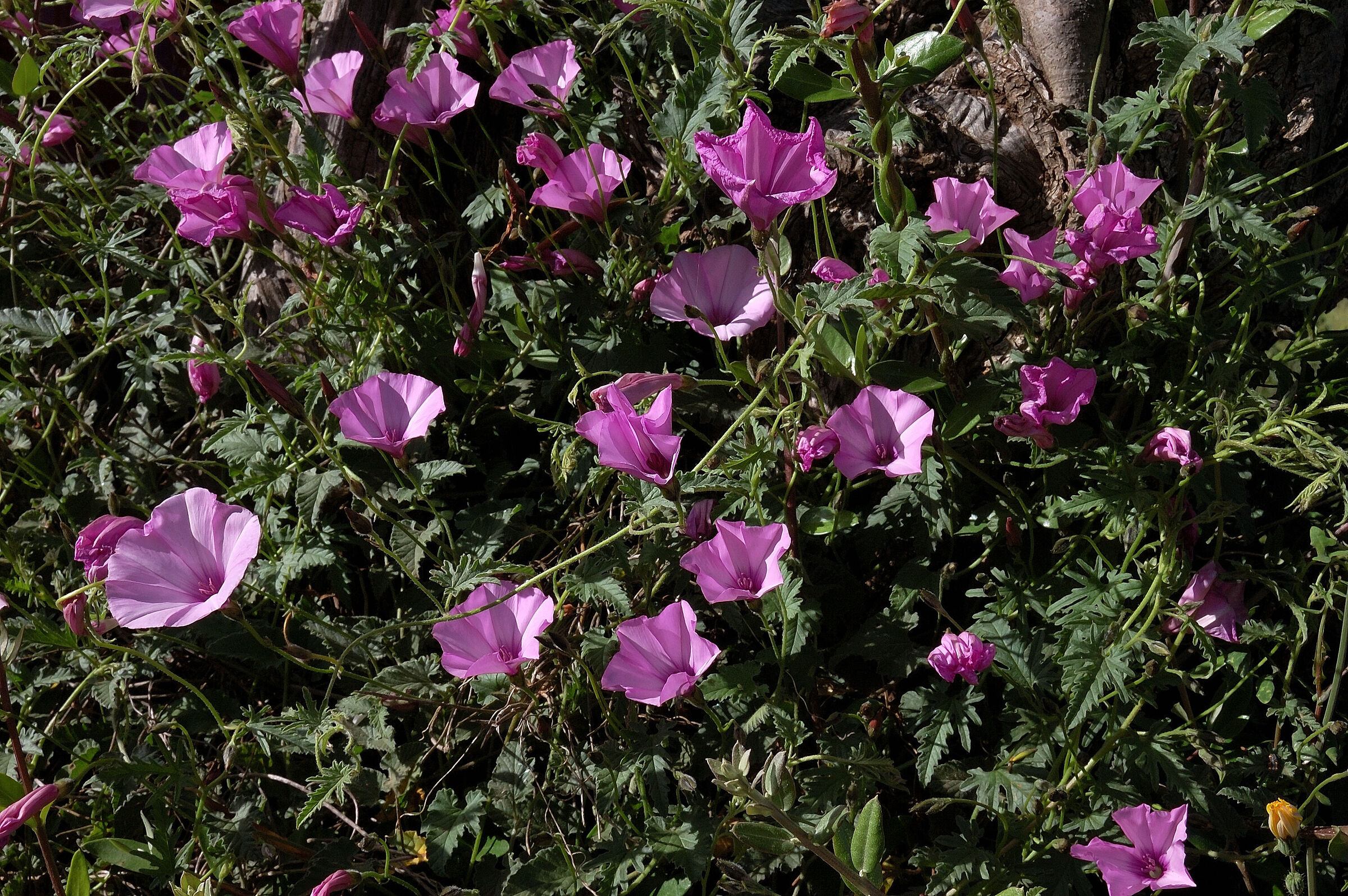 Circondato dal rosa