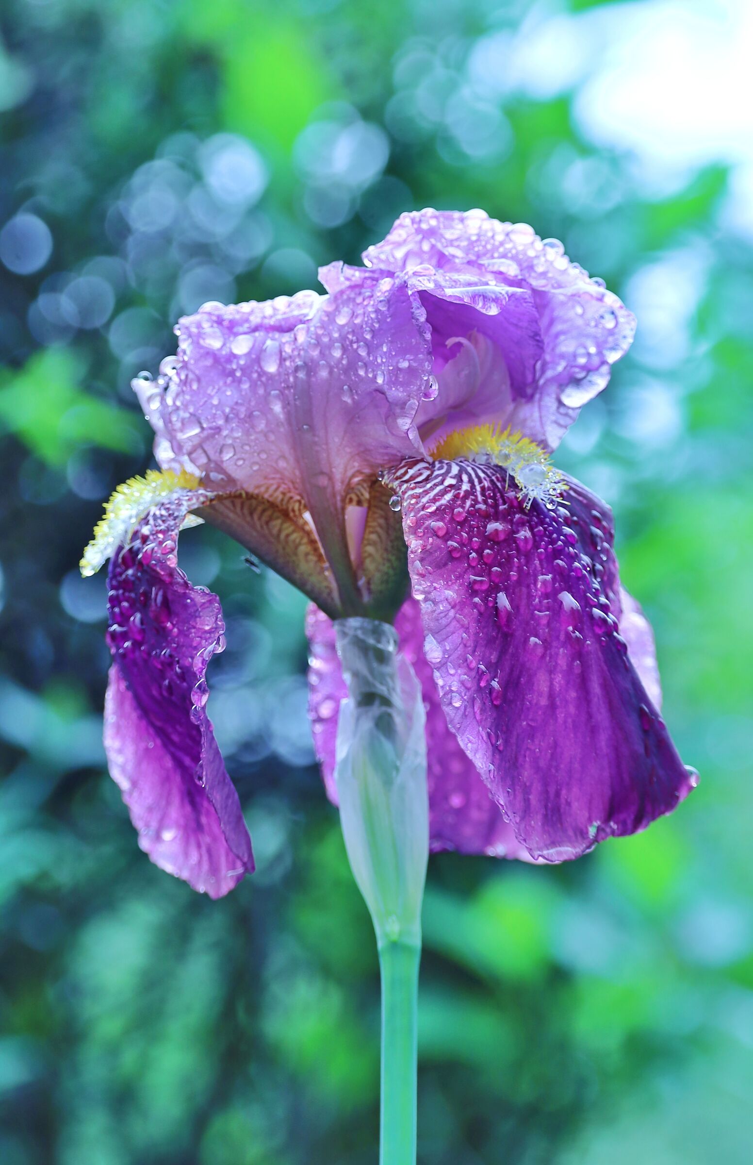 Iris germanica