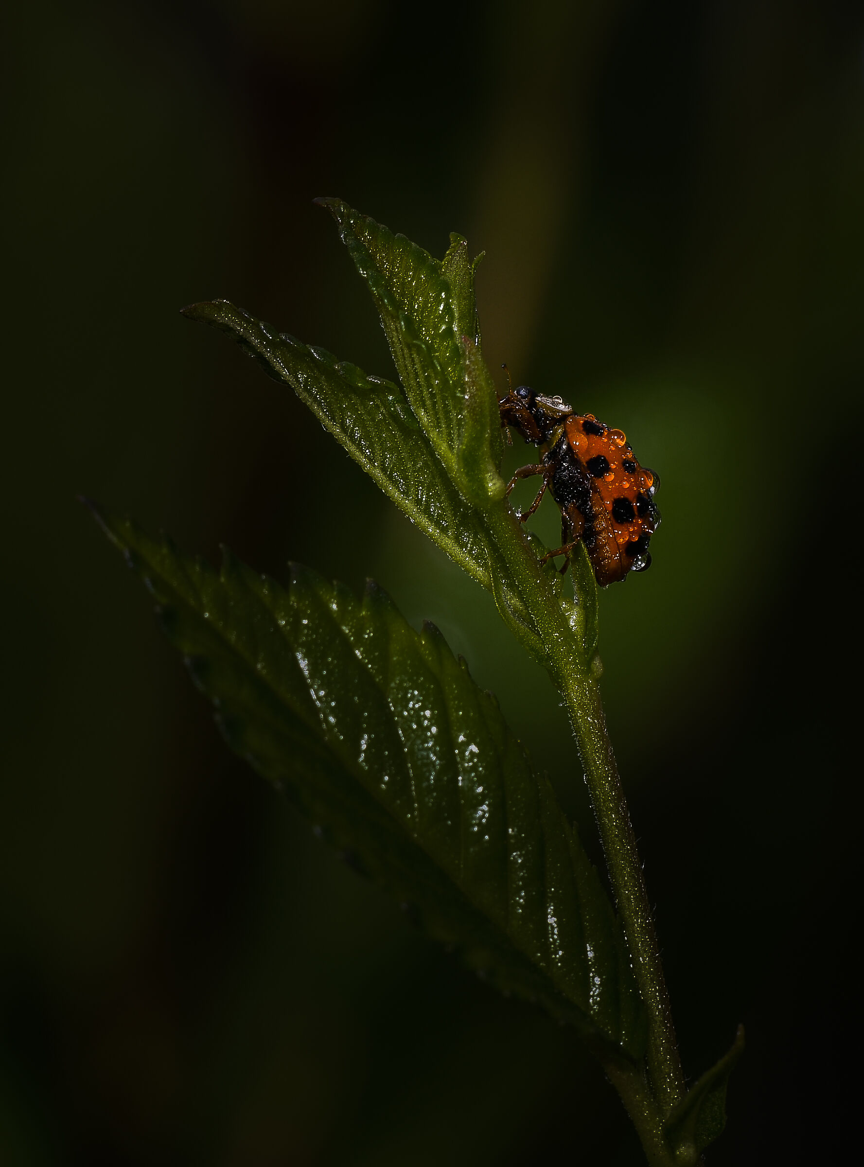 Prima di una lunga notte