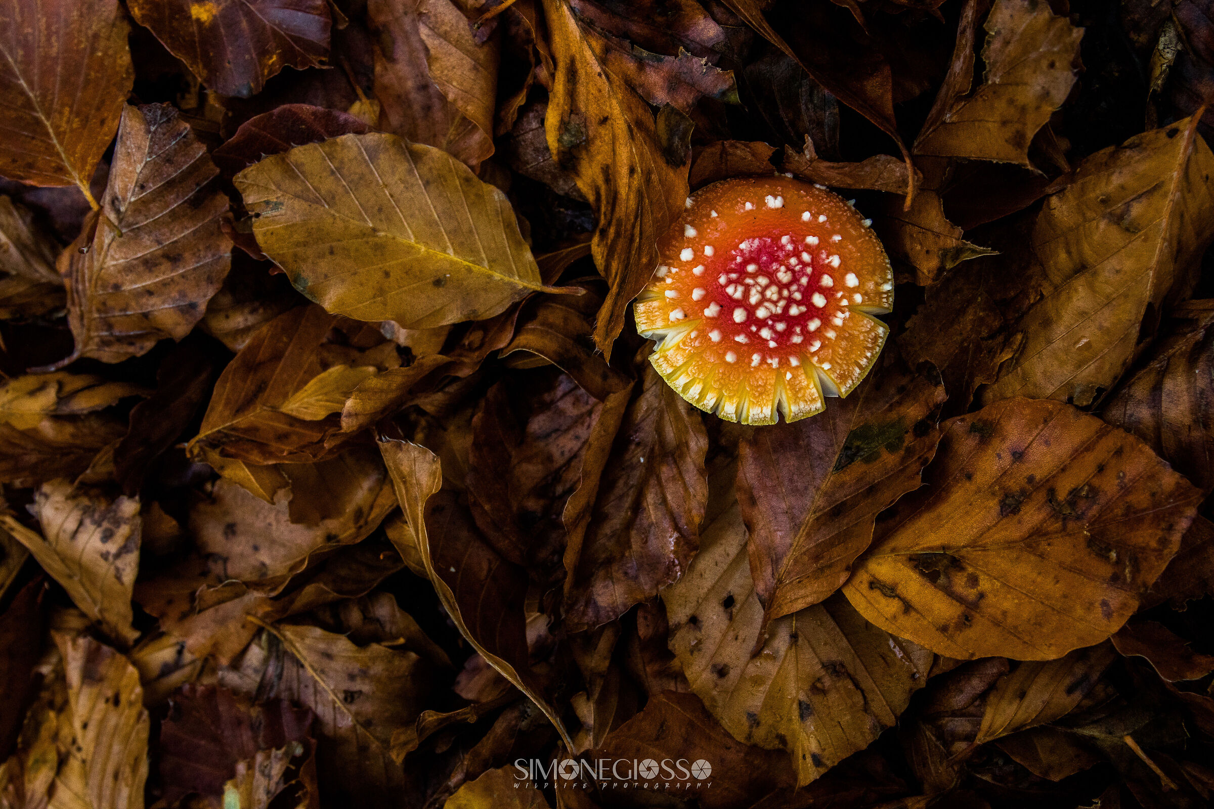 Autunno