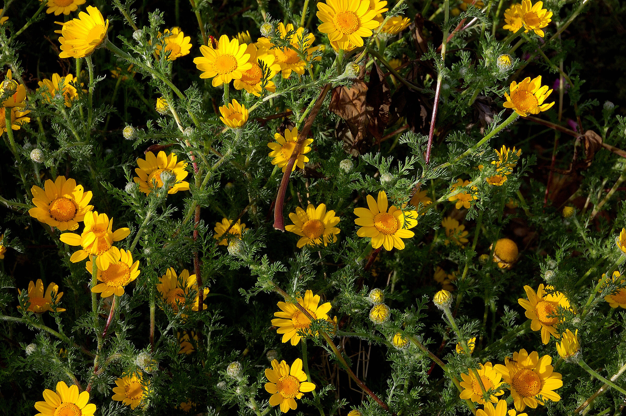 Circondato dal giallo