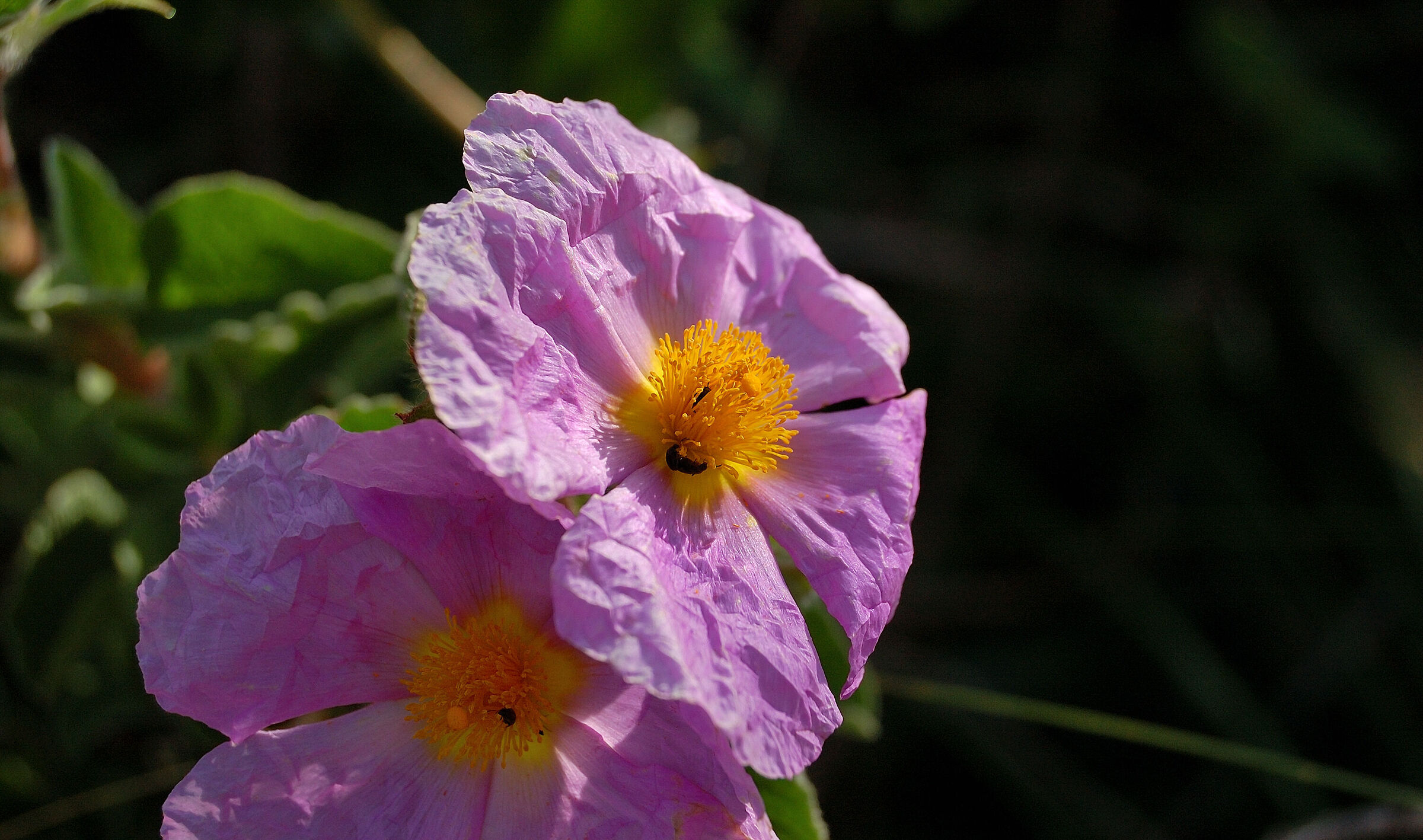 Dettagli rosa 2