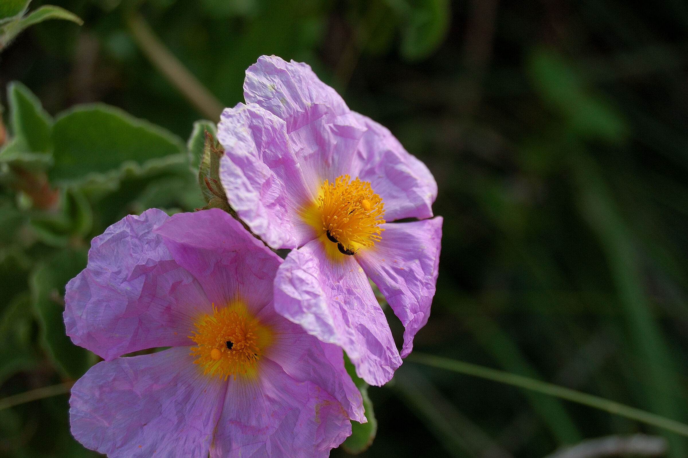 Dettagli rosa 3