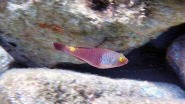 Sparisoma cretense