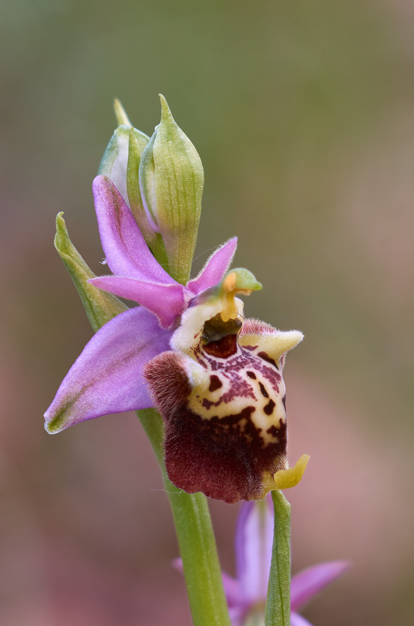 Ophrys dinarica