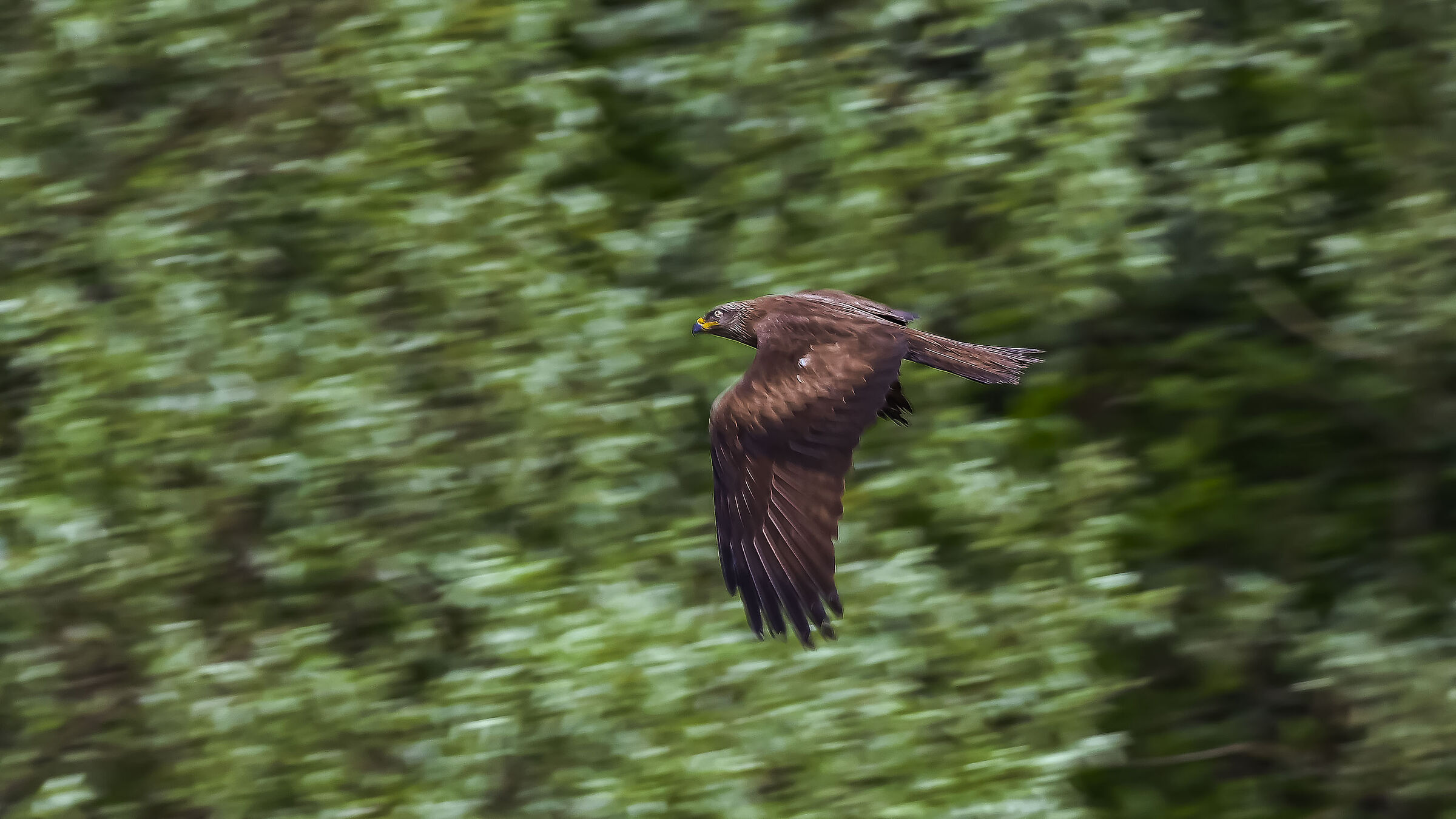 Nibbio Bruno. tentativo di  in Panning !!!!!