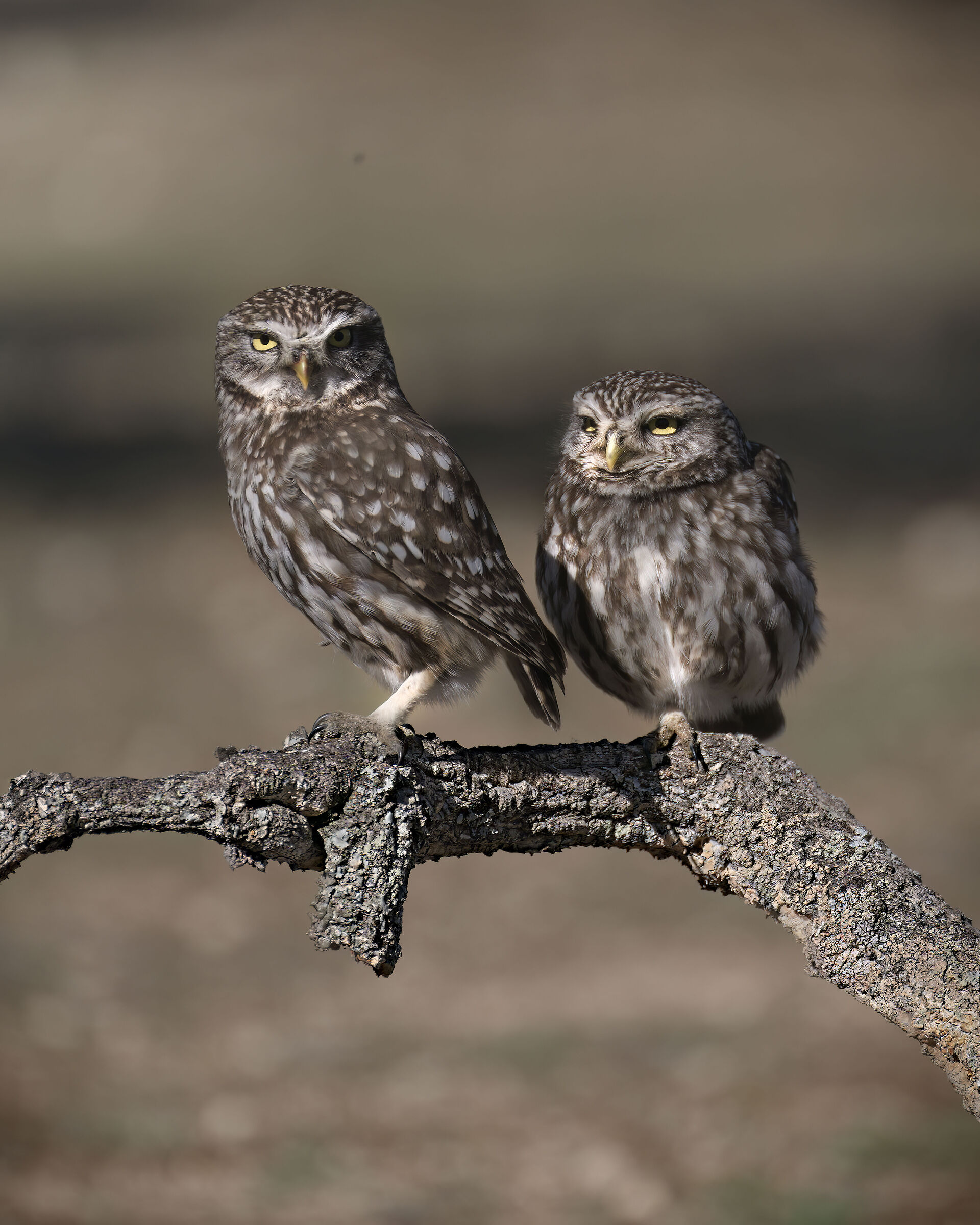 OWL - OWL .. COUPLE the female is on the left