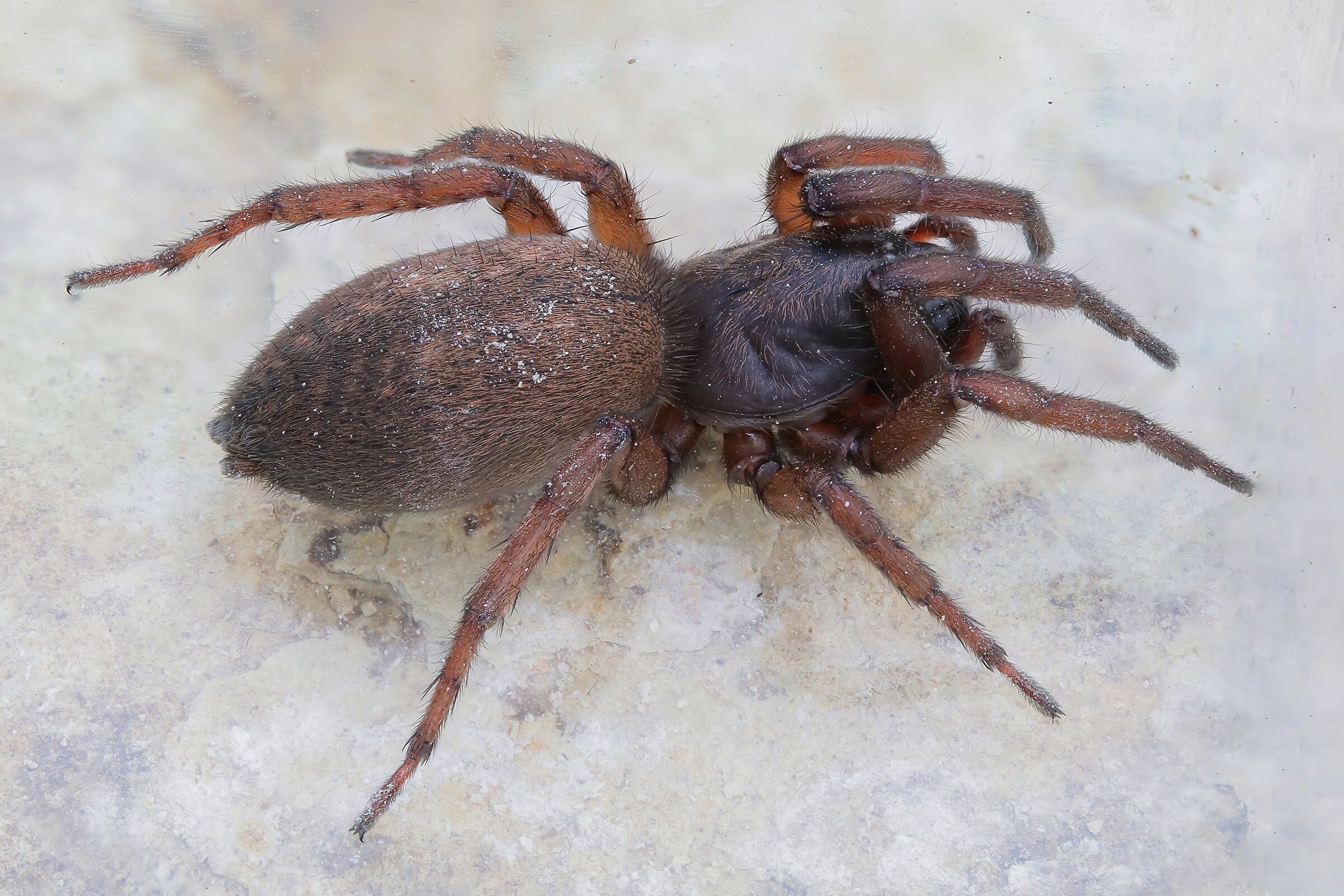 Gnaphosidae sp.