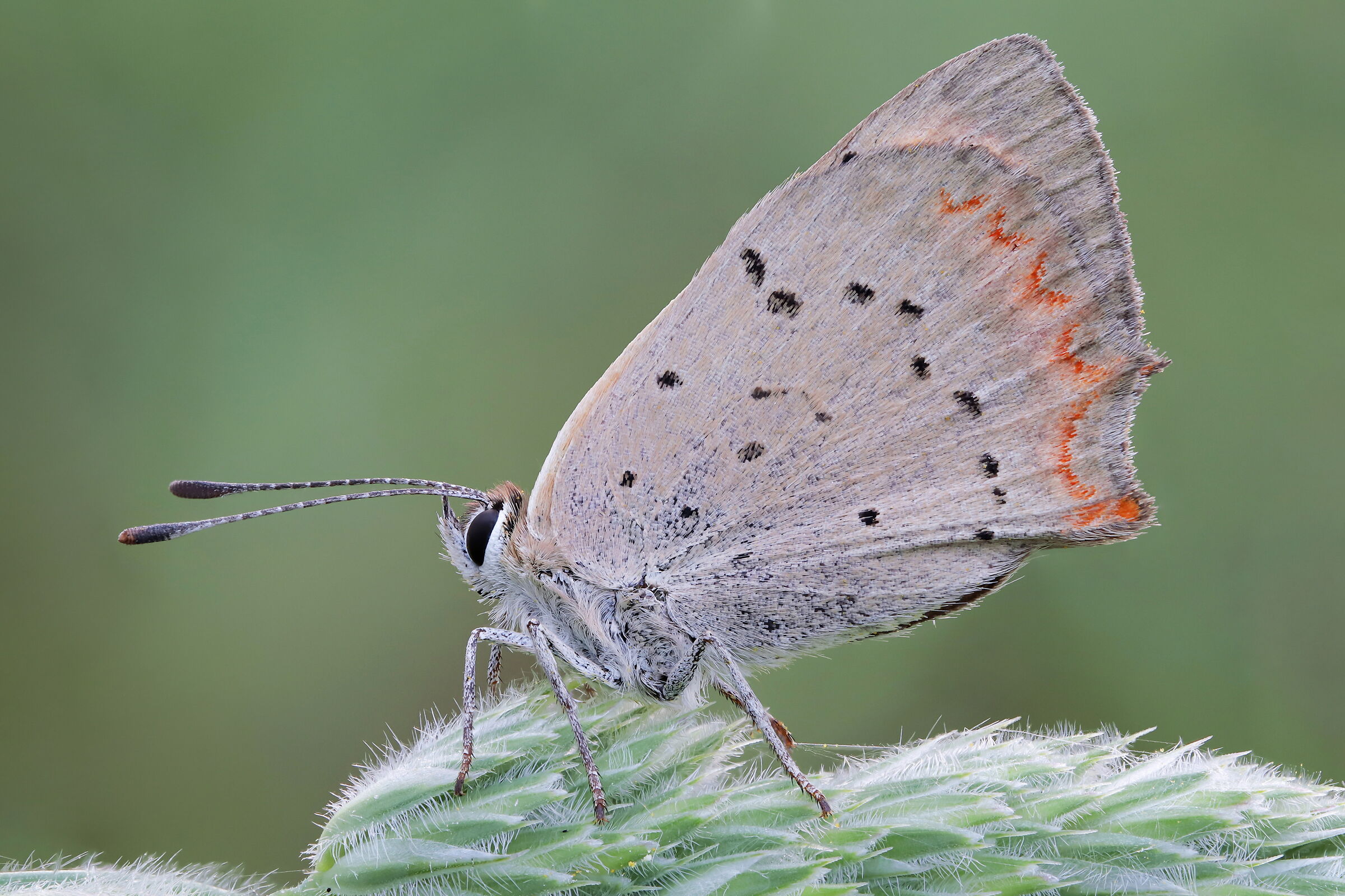 Lycaena phlaeas