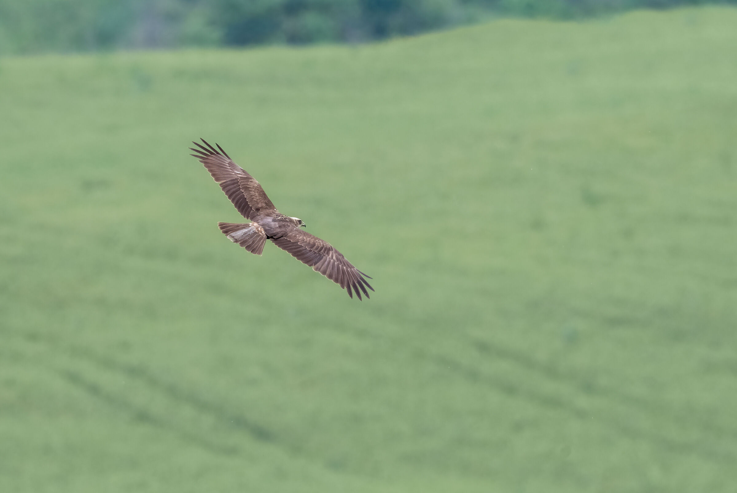 Marsh harrier