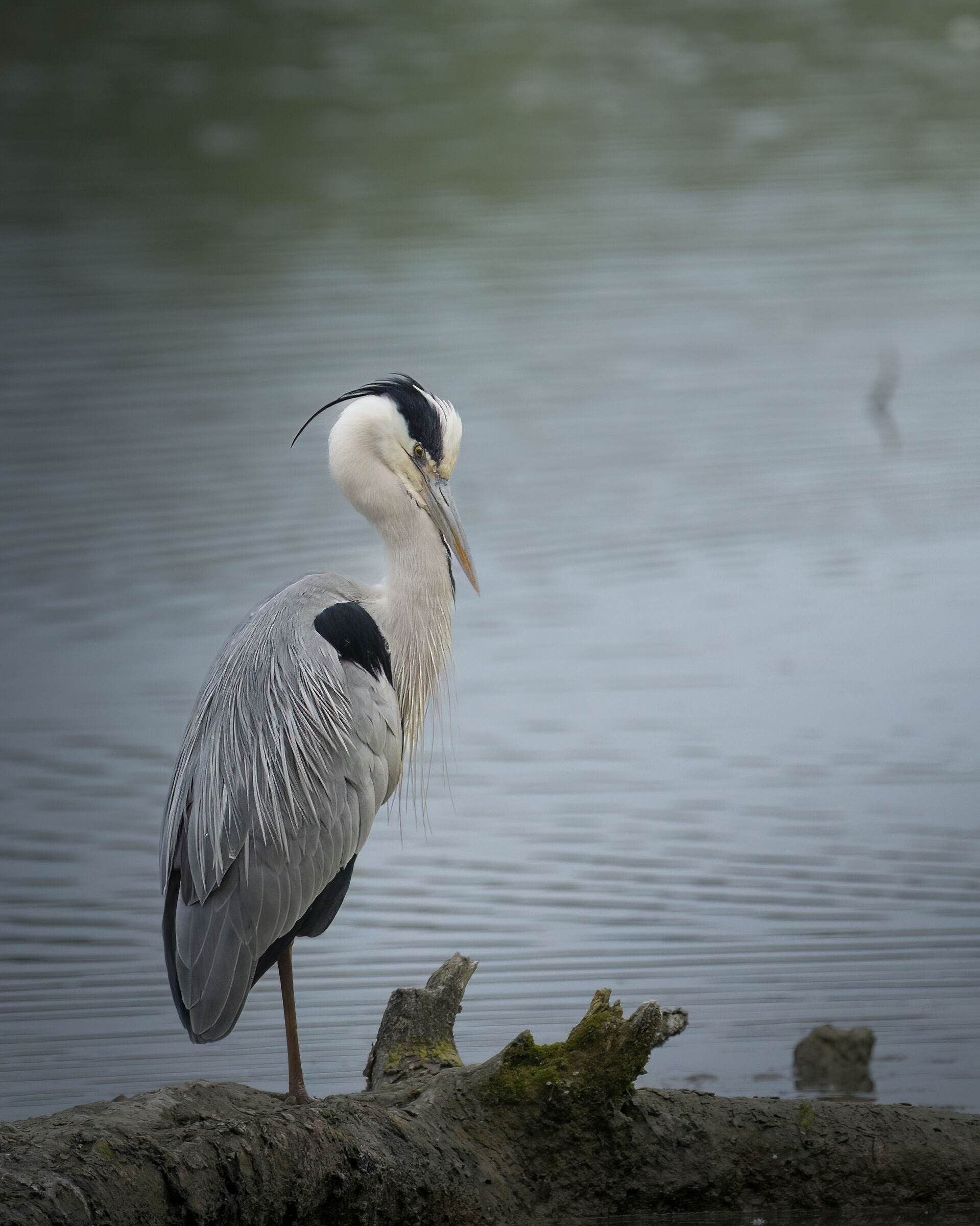 Grey heron