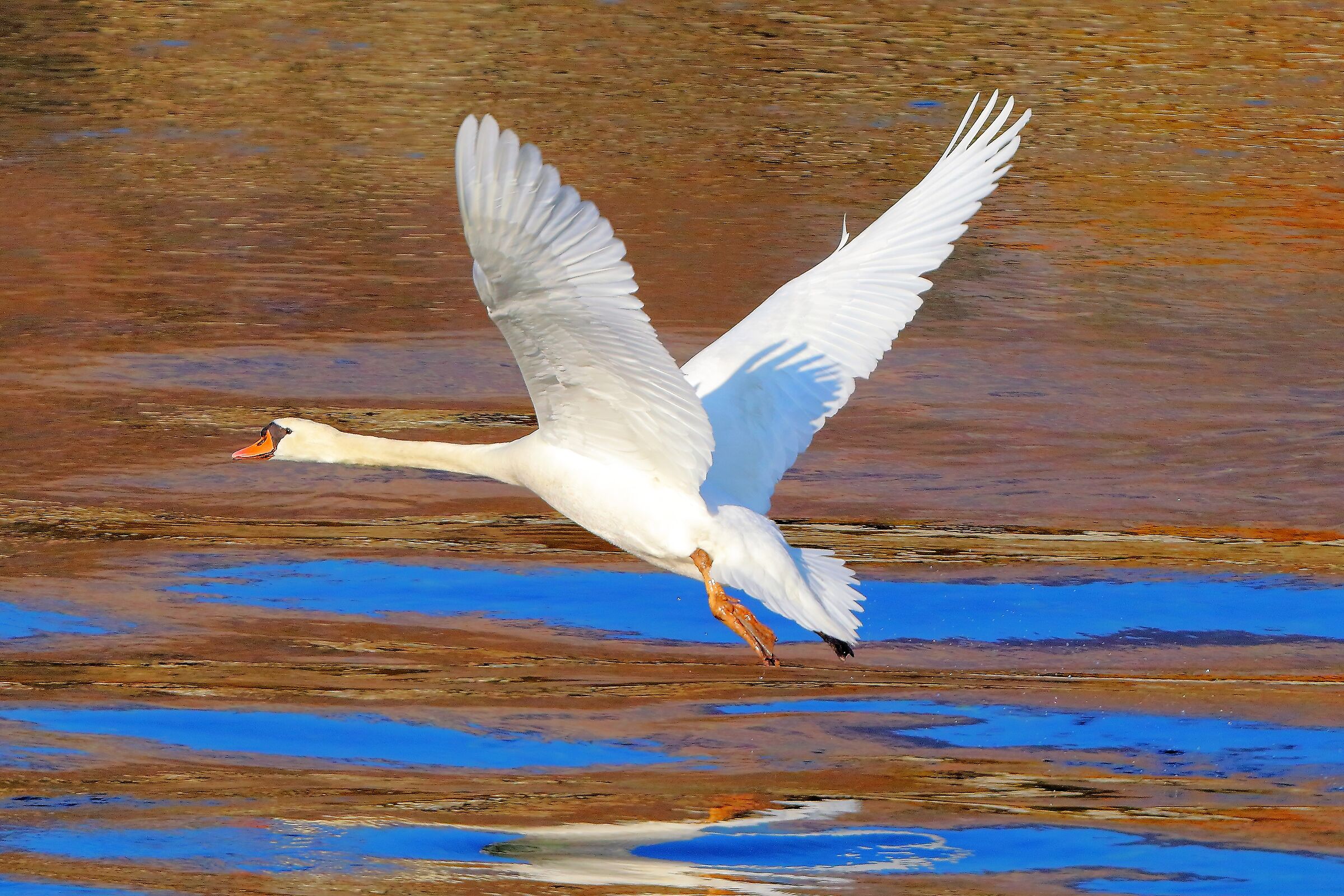 Cigno 13 febbraio 2023