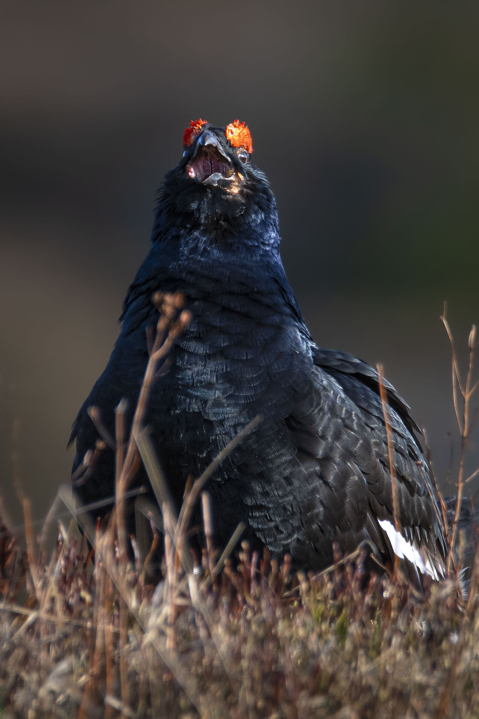 Black grouse