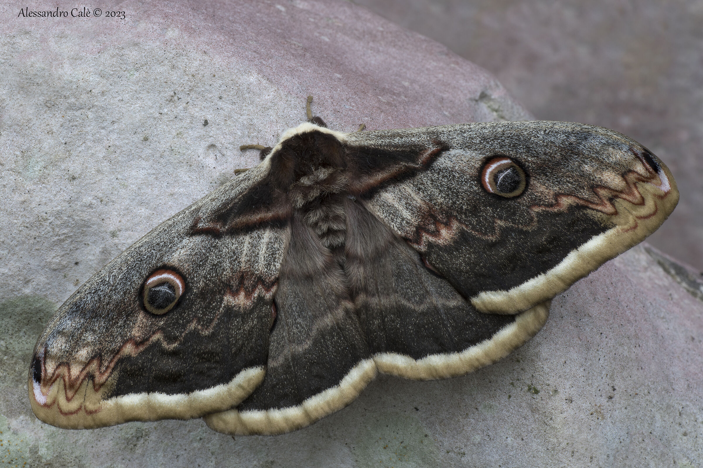 Saturnia pyri F 5995