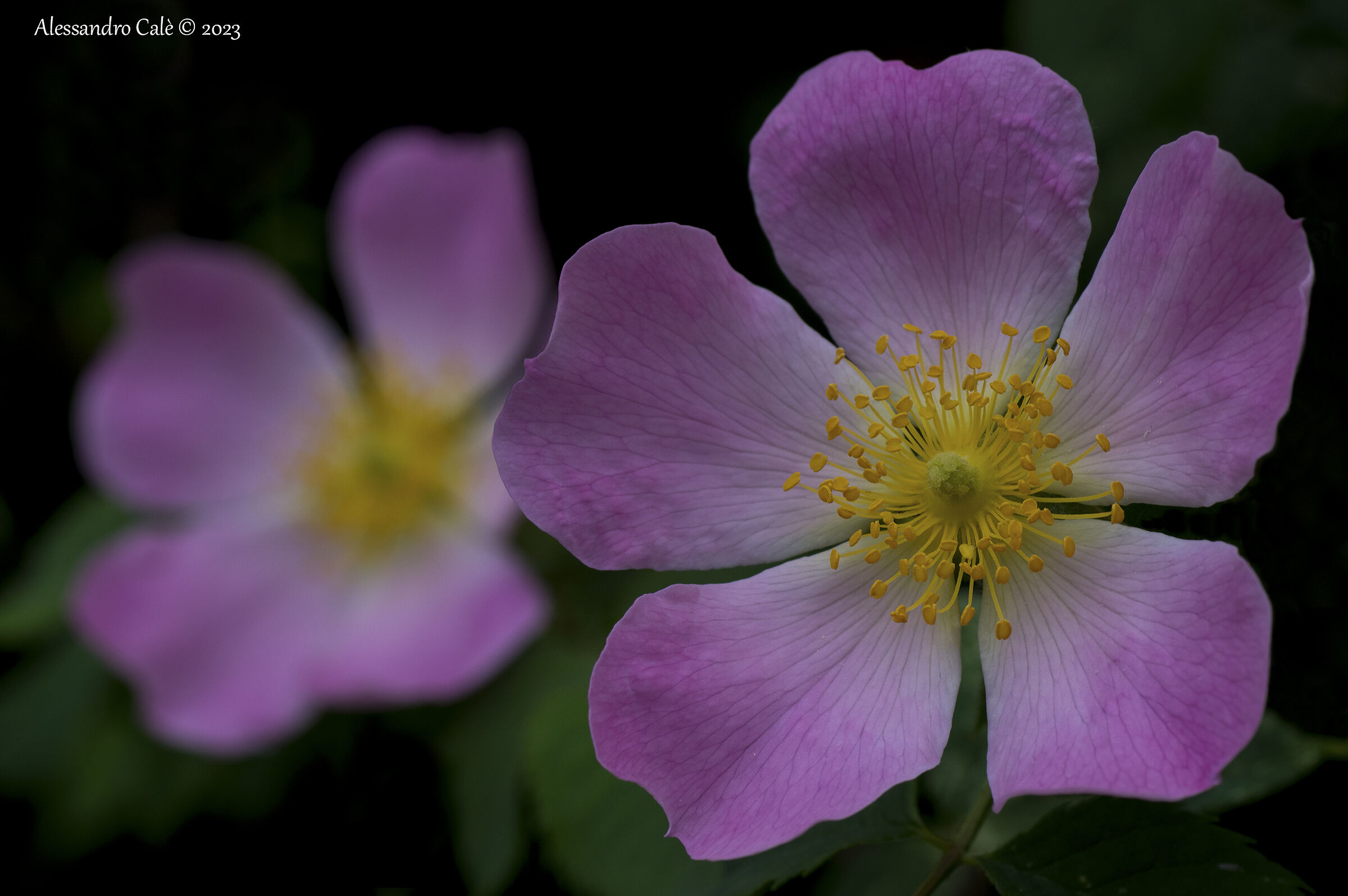 Rosehip 5899