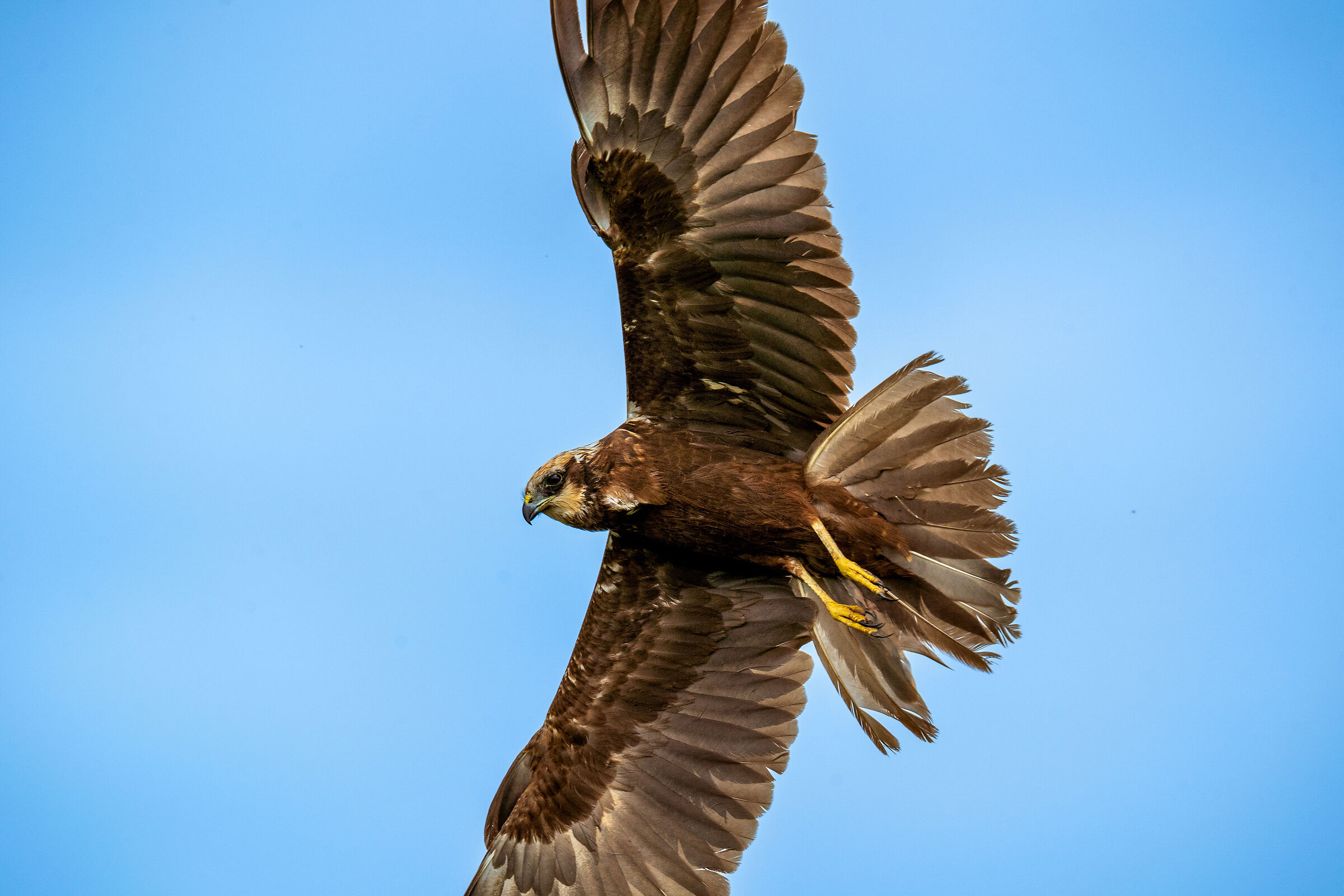 marsh harrier