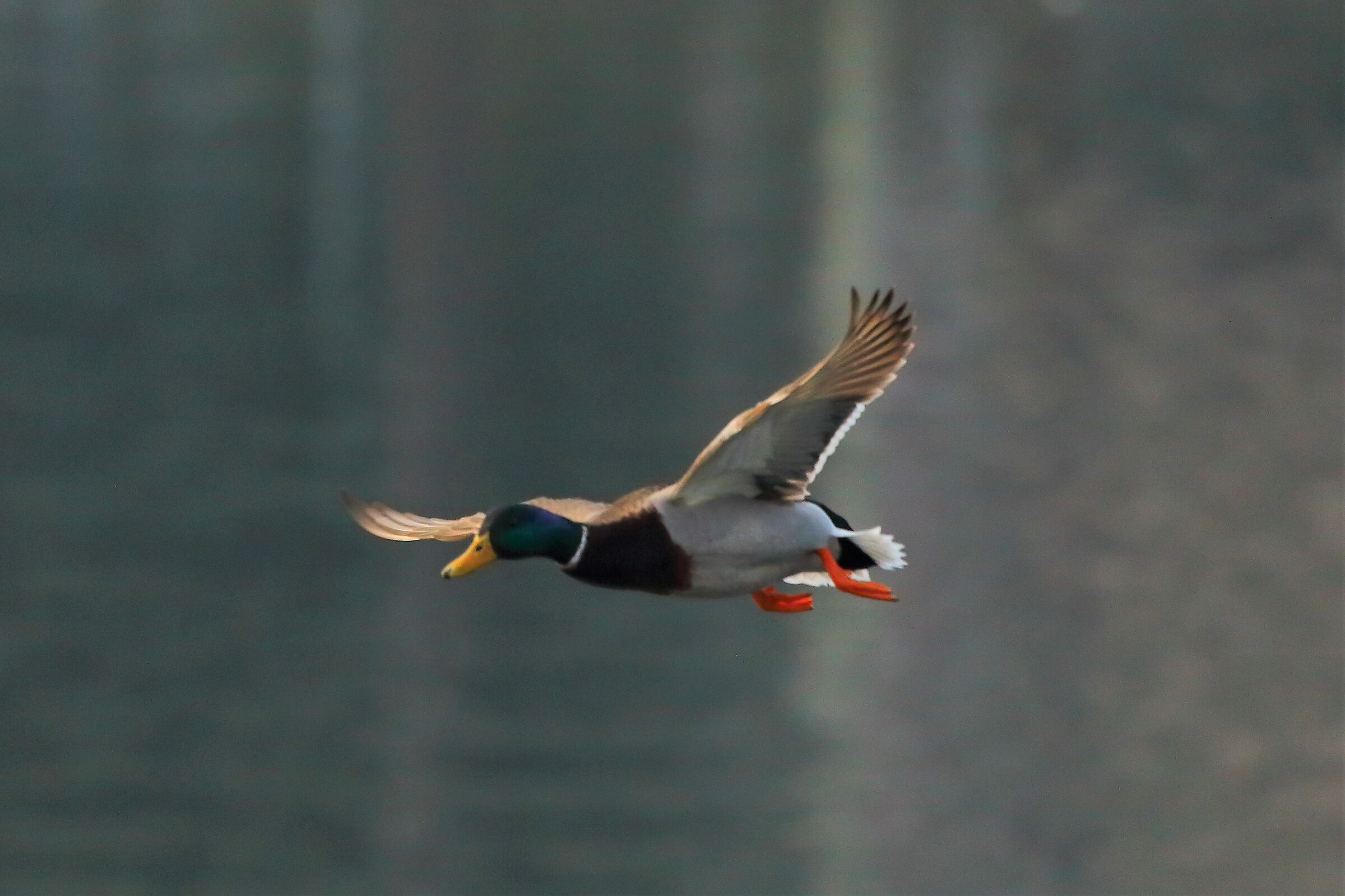 Germano 20 febbraio 2023