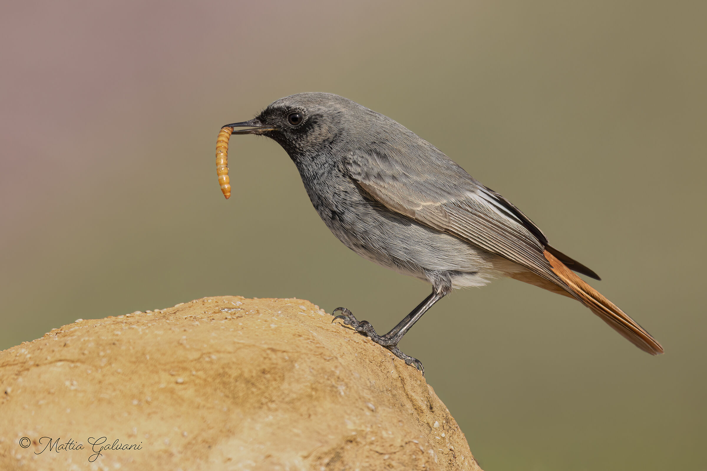 Redstart Chimney sweep with prey
