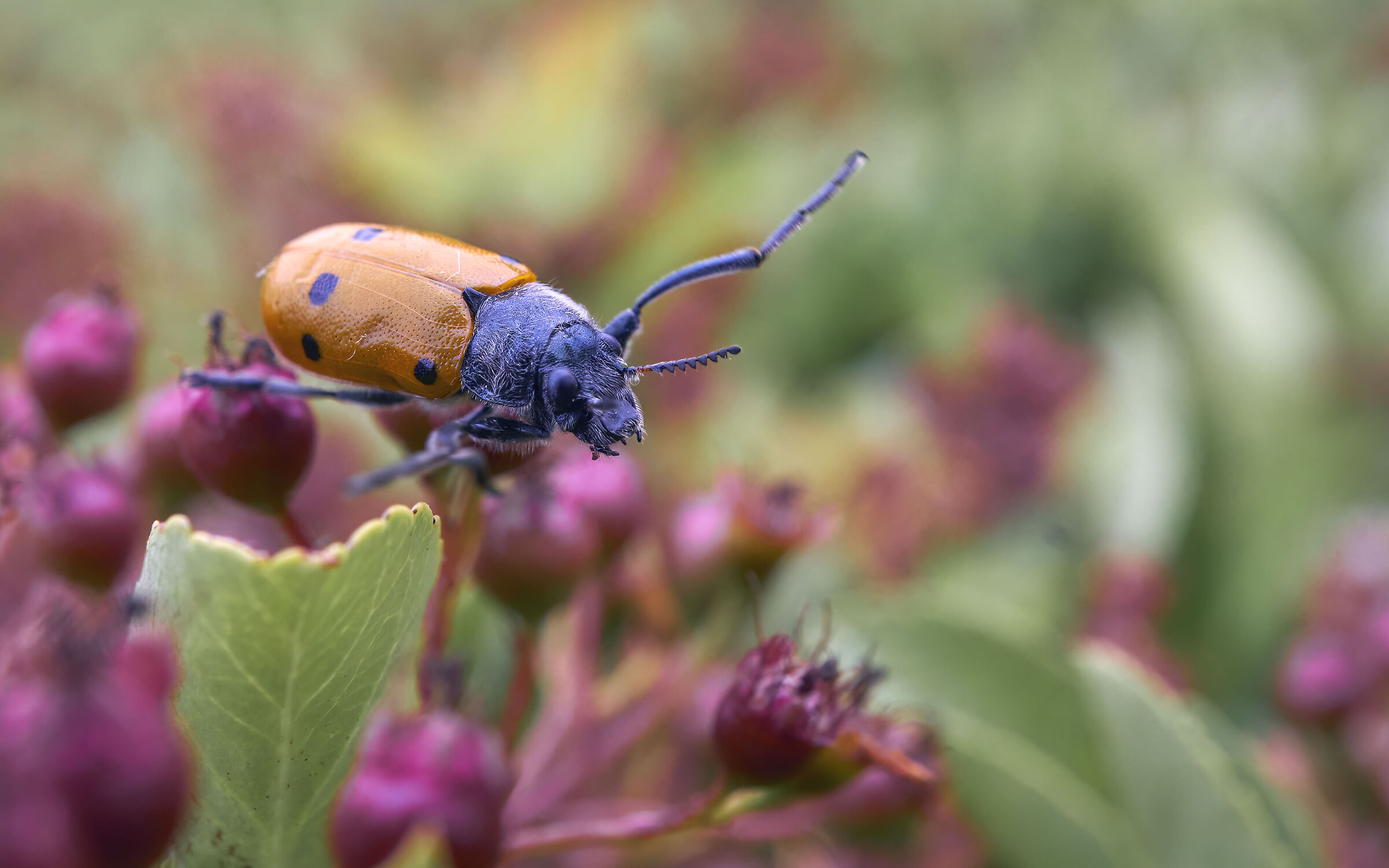 Il balzo della lachnaia italica