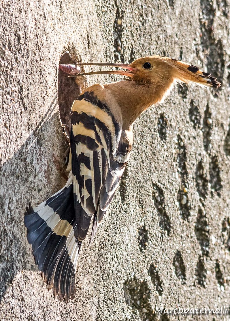 hoopoe