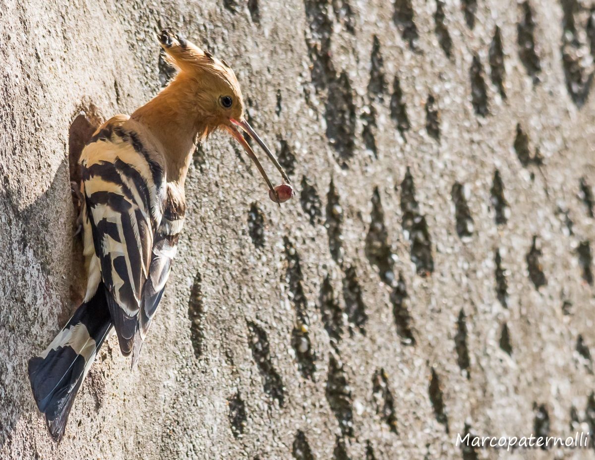 hoopoe