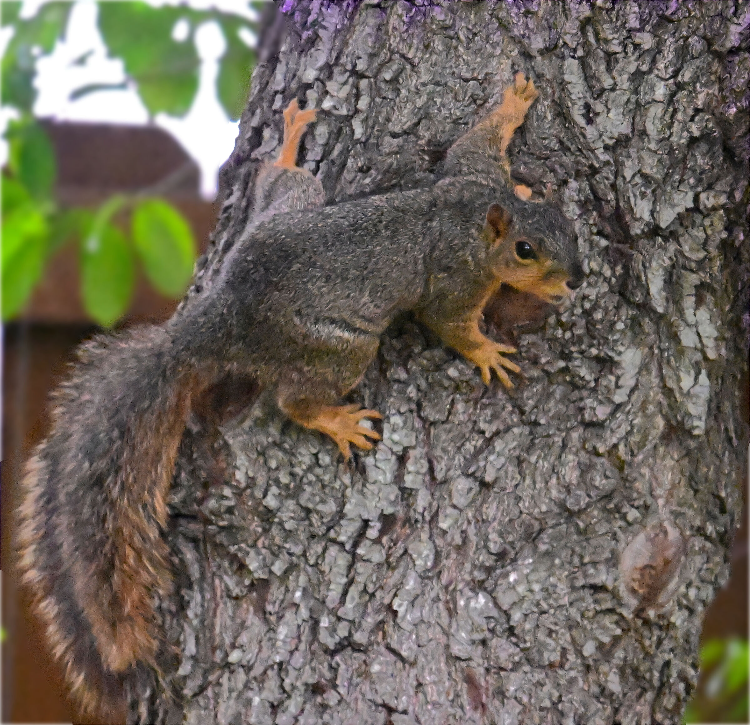 il mio albero è grande...