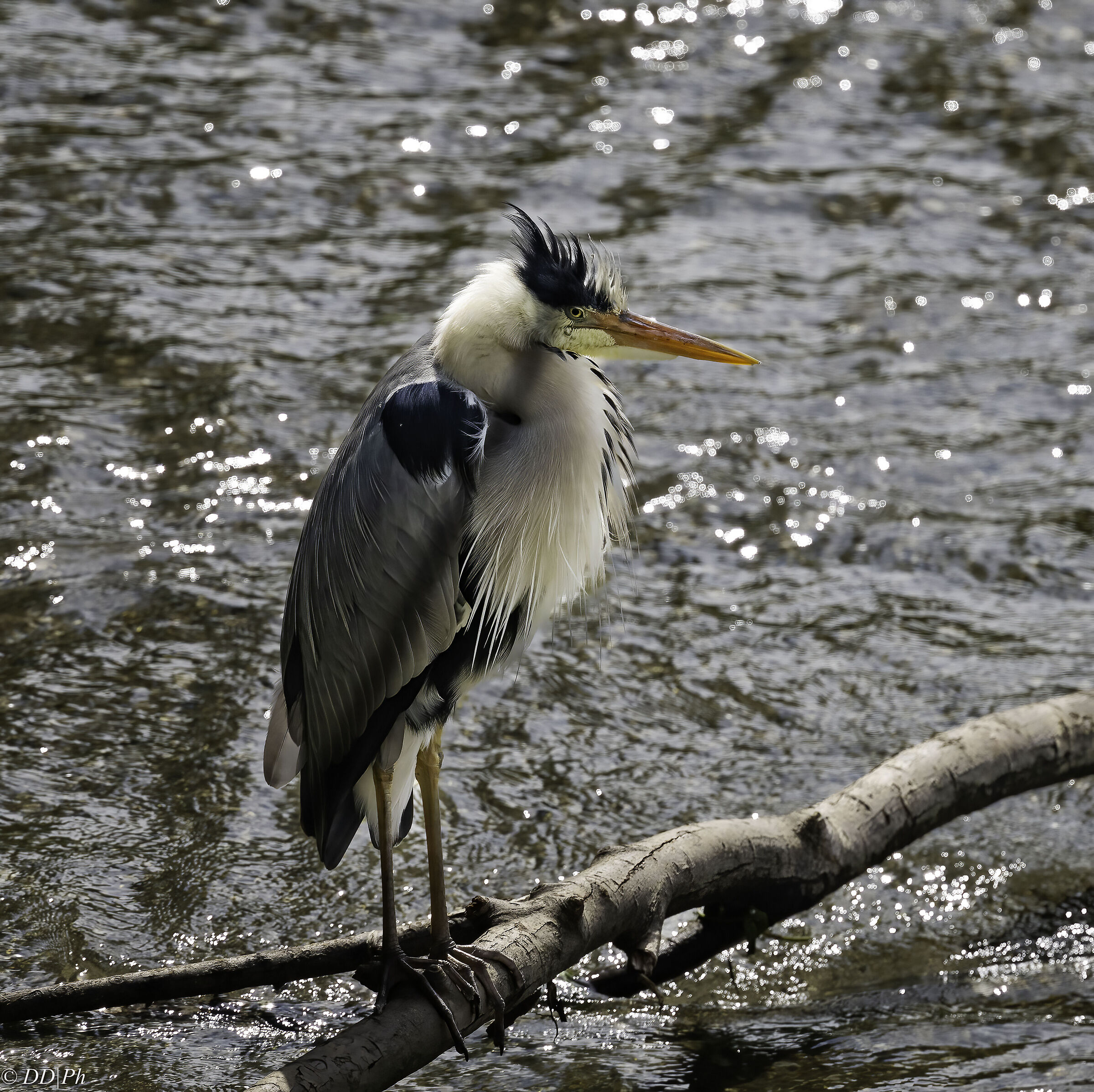 Grey heron