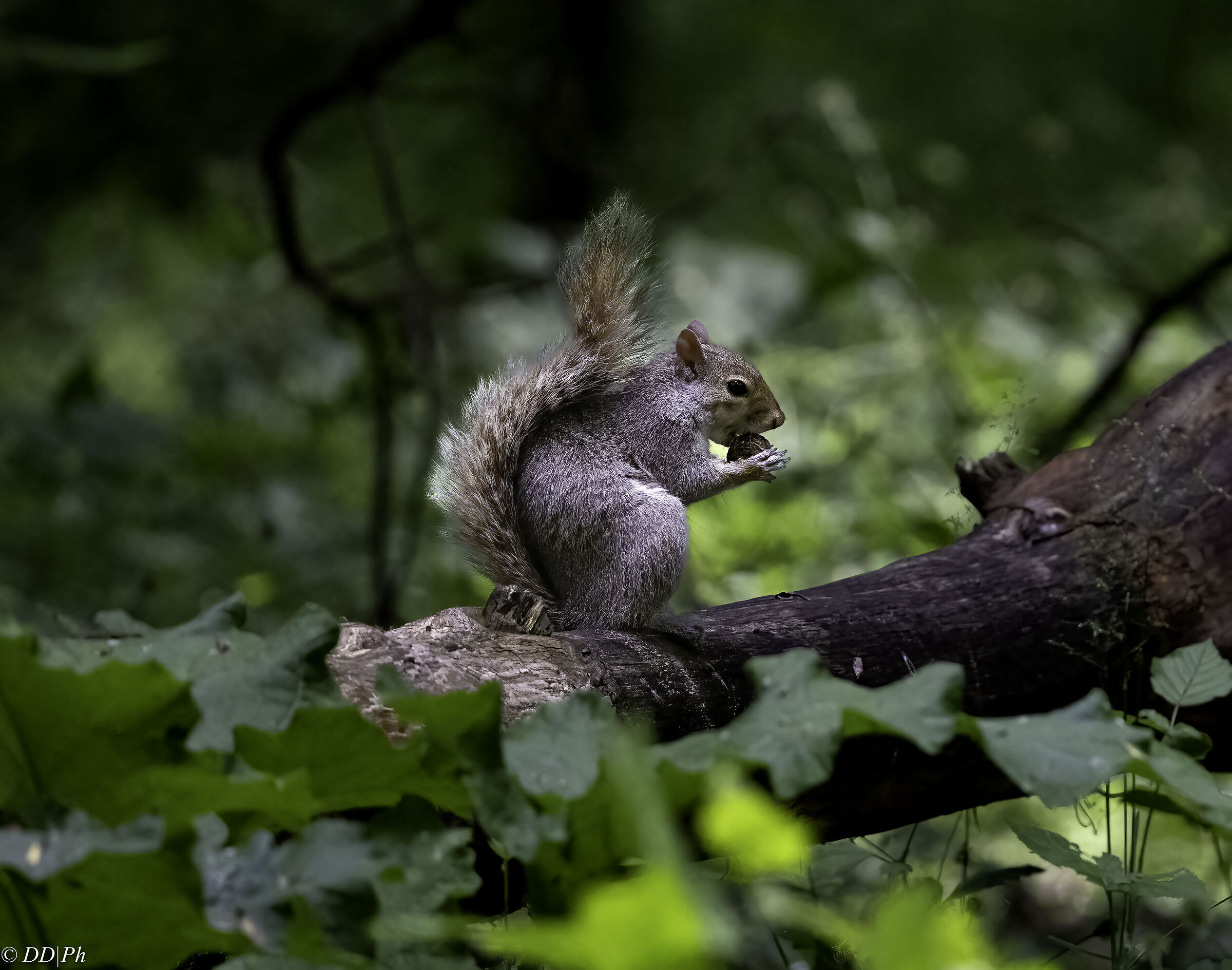 Grey squirrel