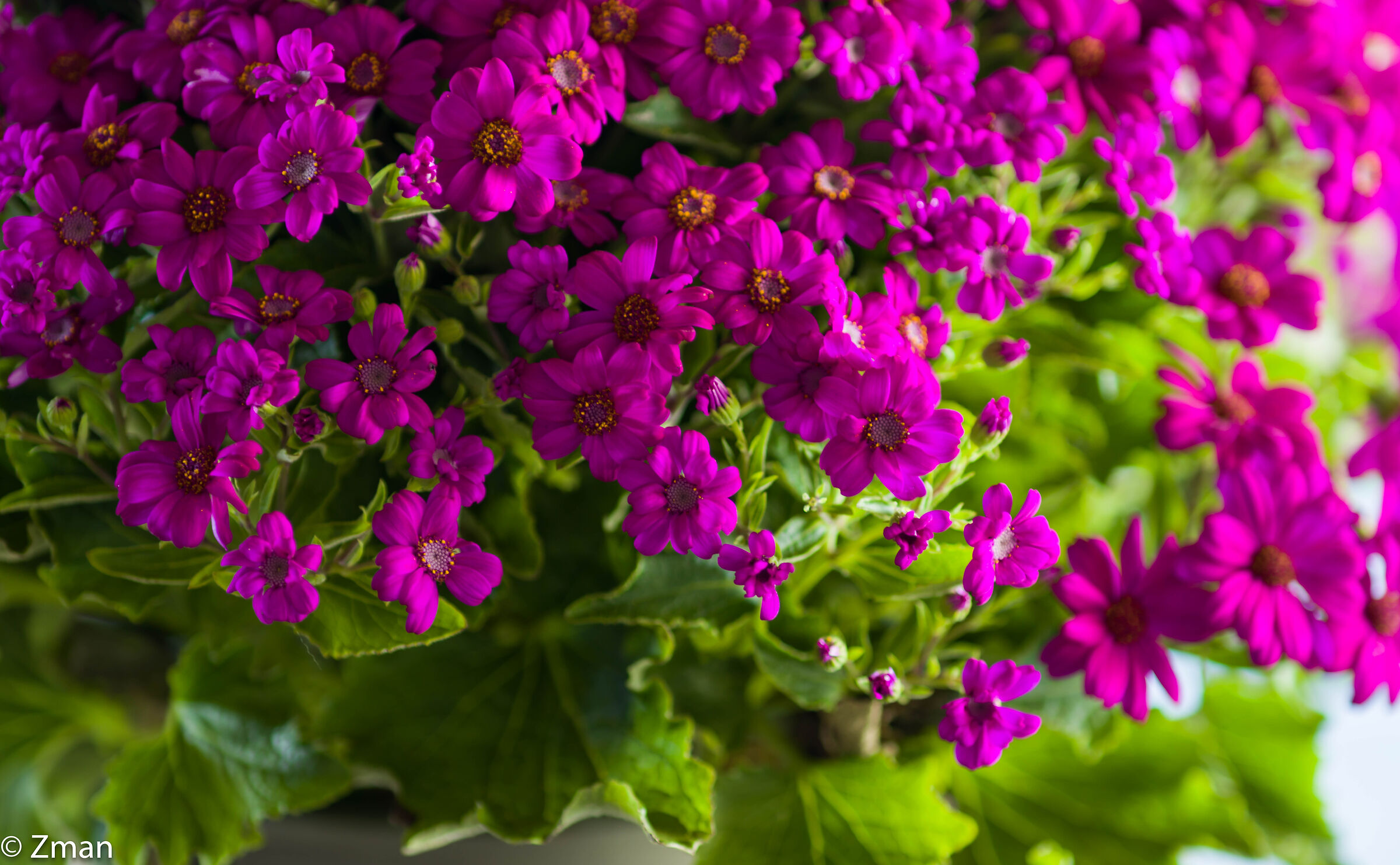 Buona festa della mamma