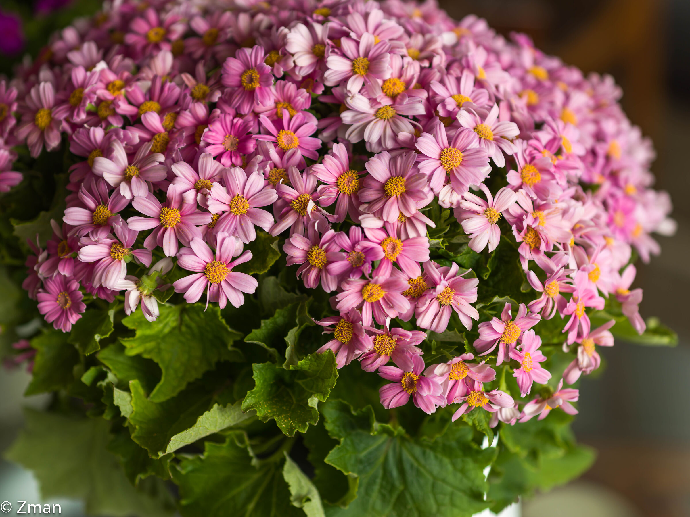 Buona festa della mamma