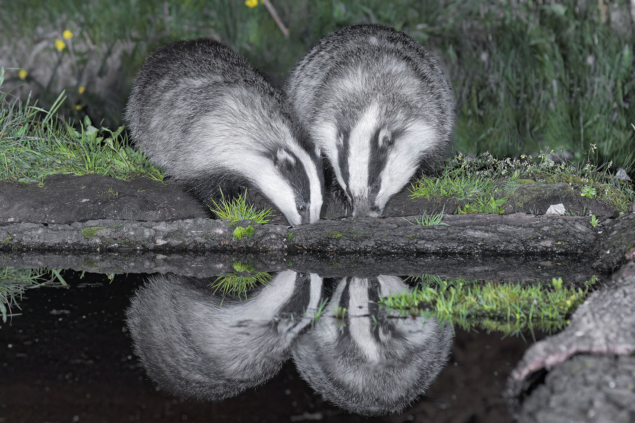 Badgers