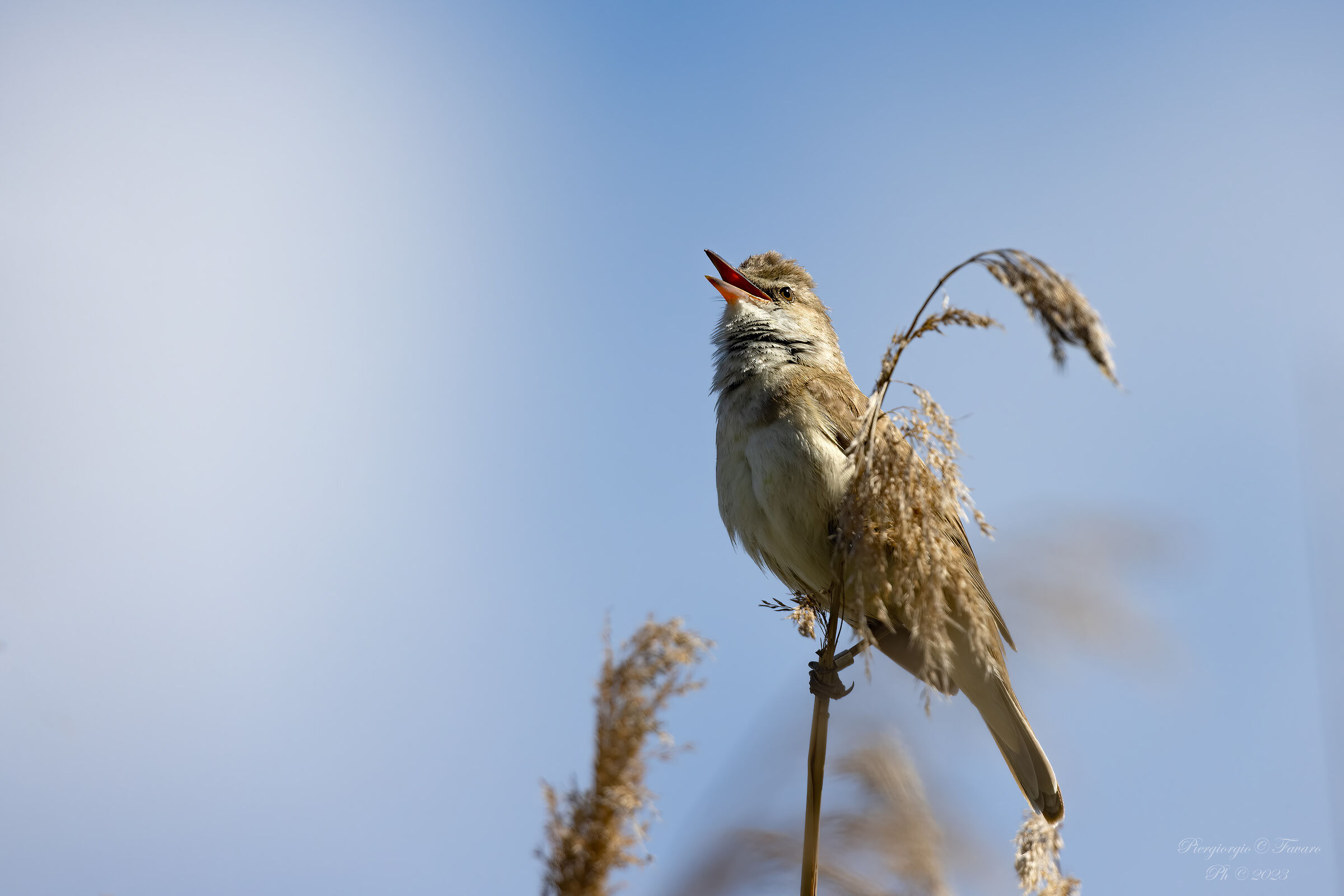 Great reed warbler