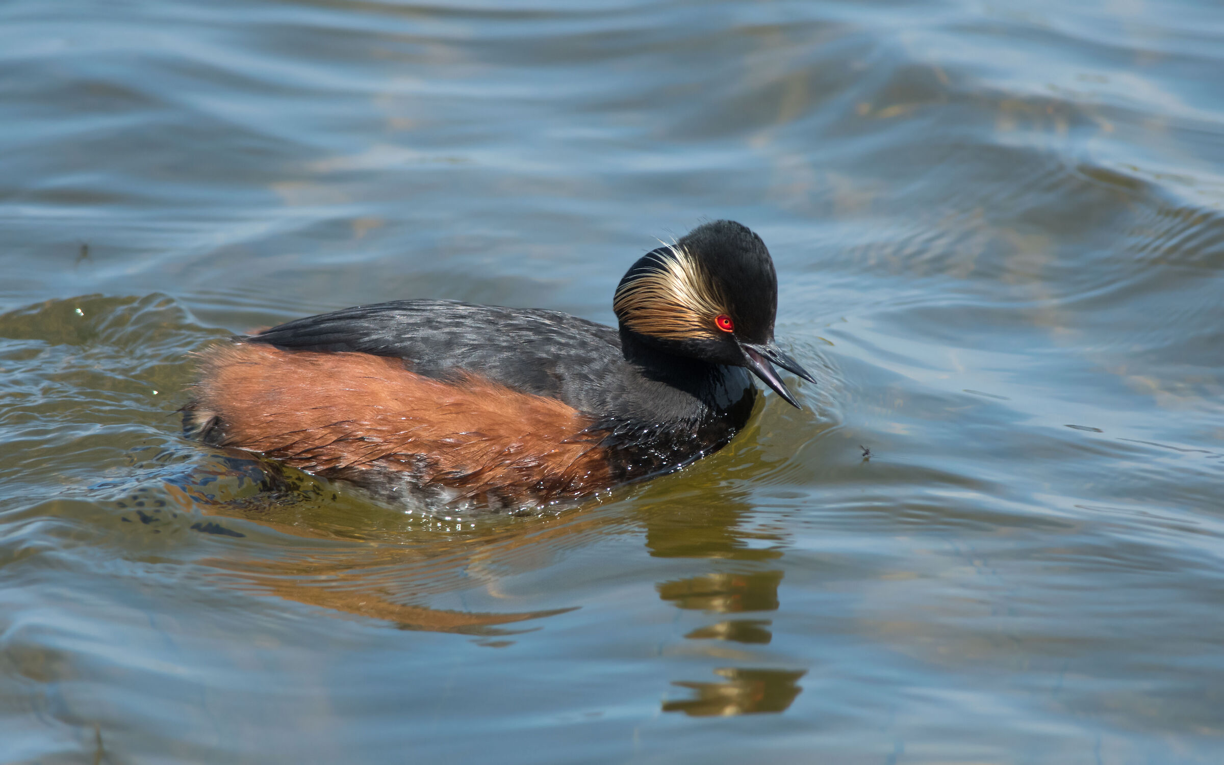 A caccia di moscerini