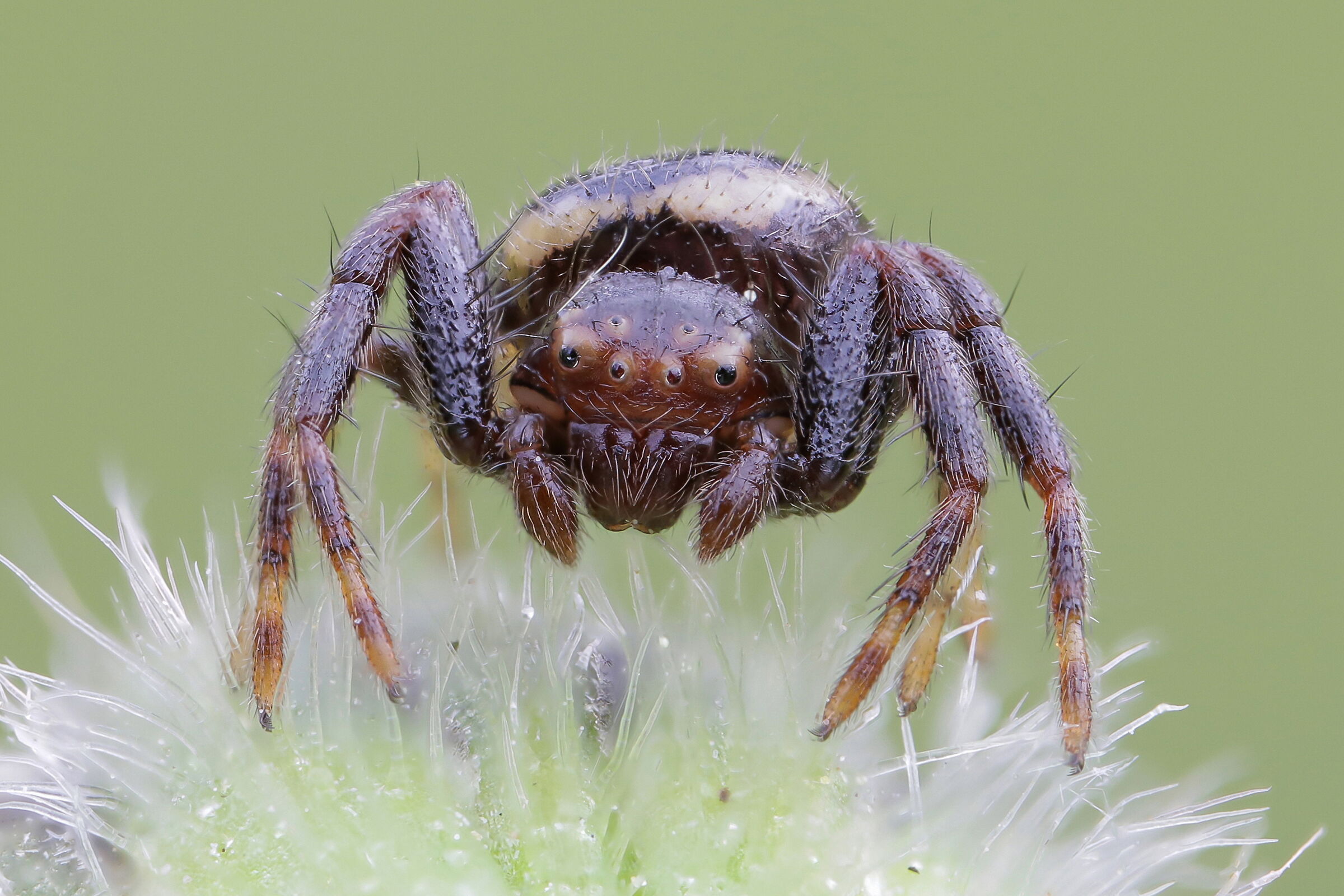 Synema globosum (Napoleon spider)