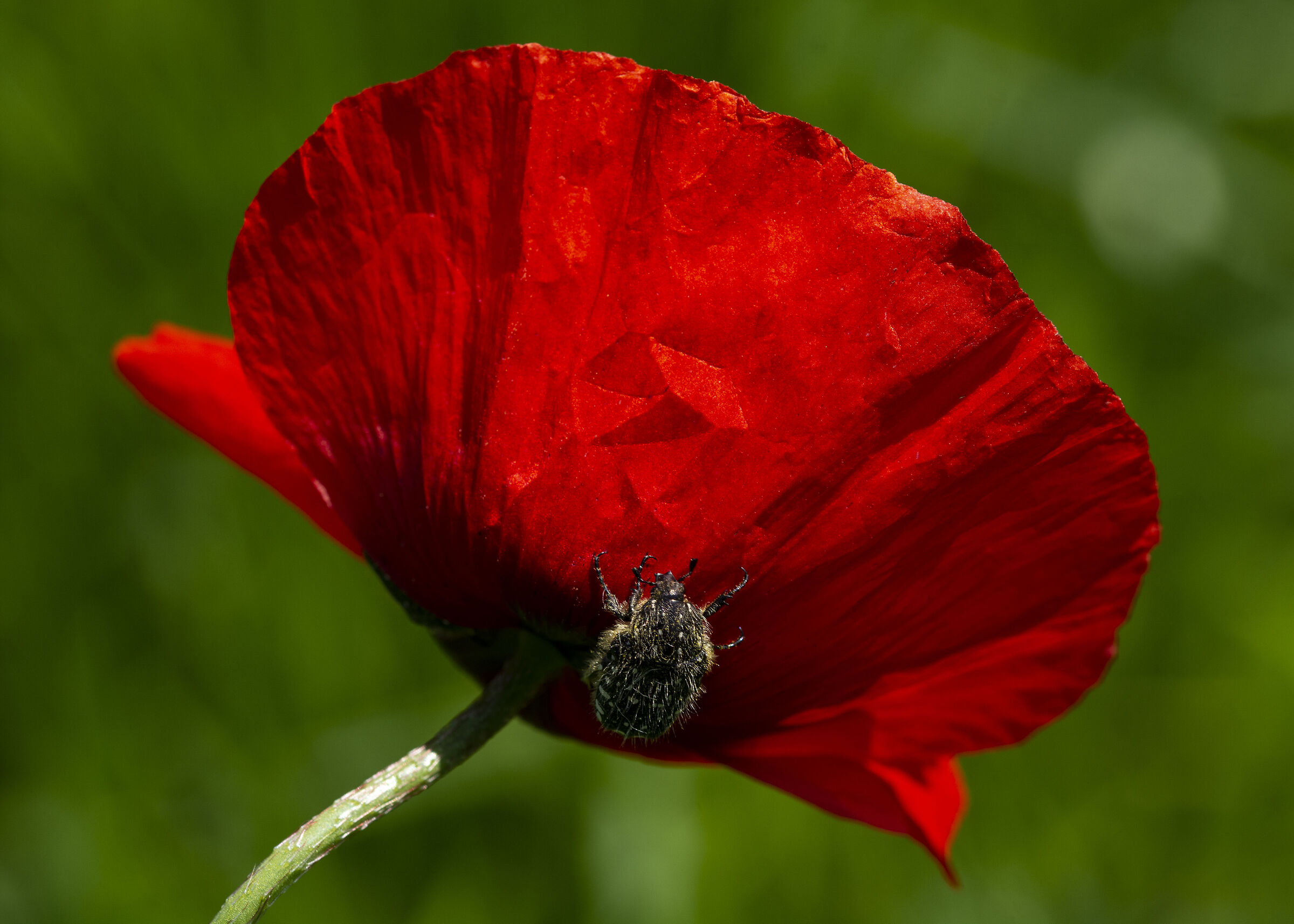 Poppy with Guest