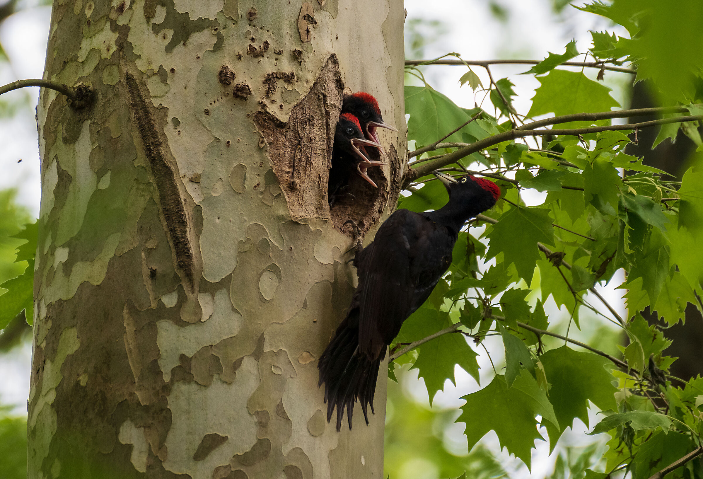 Black woodpecker and small