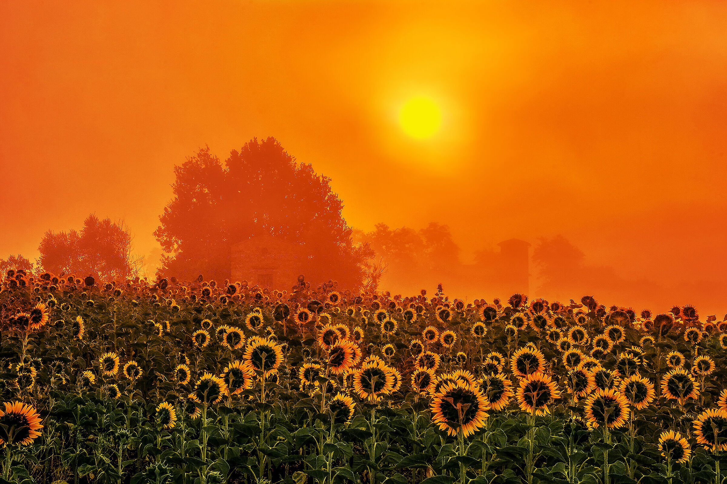Sunflowers