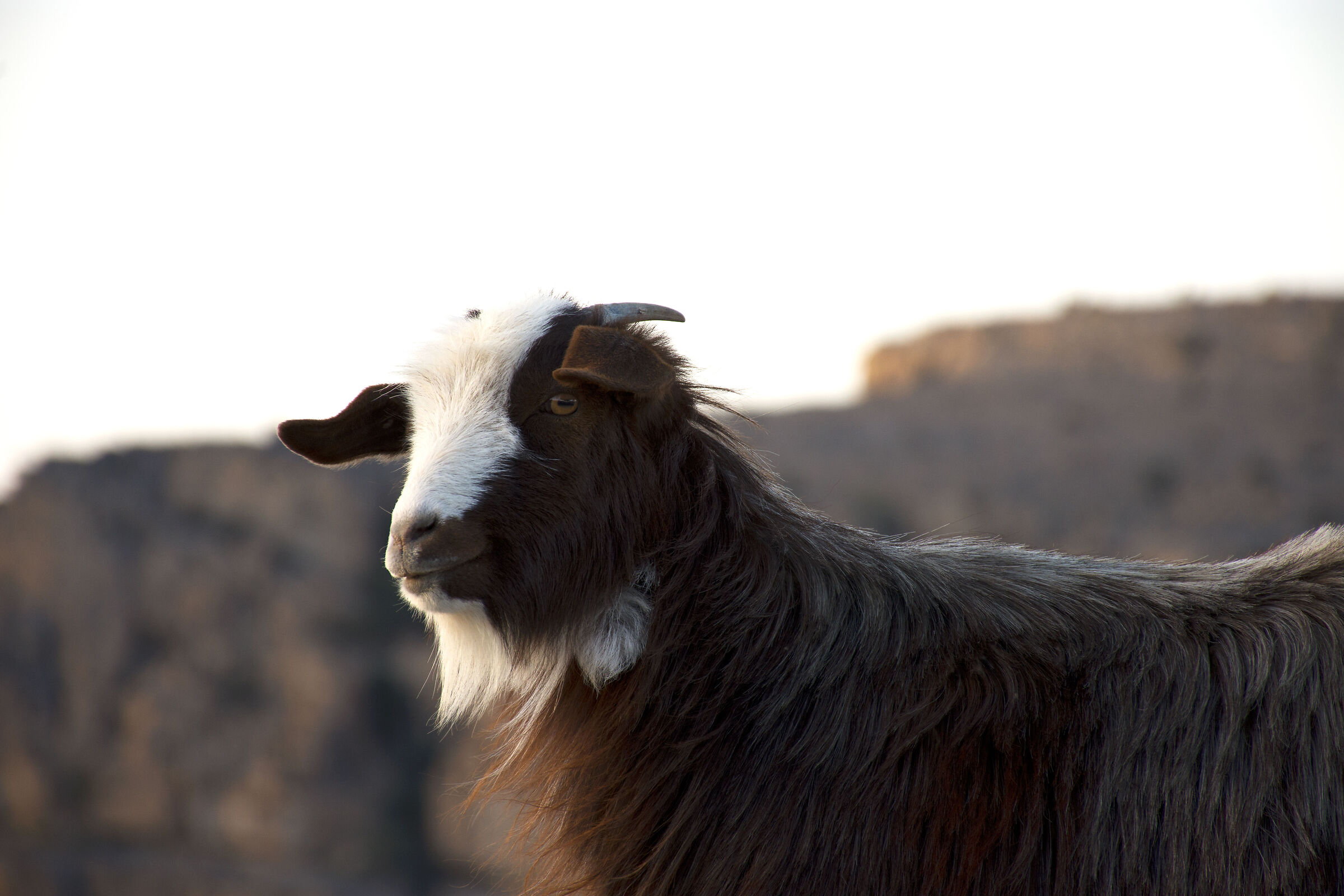 Goat