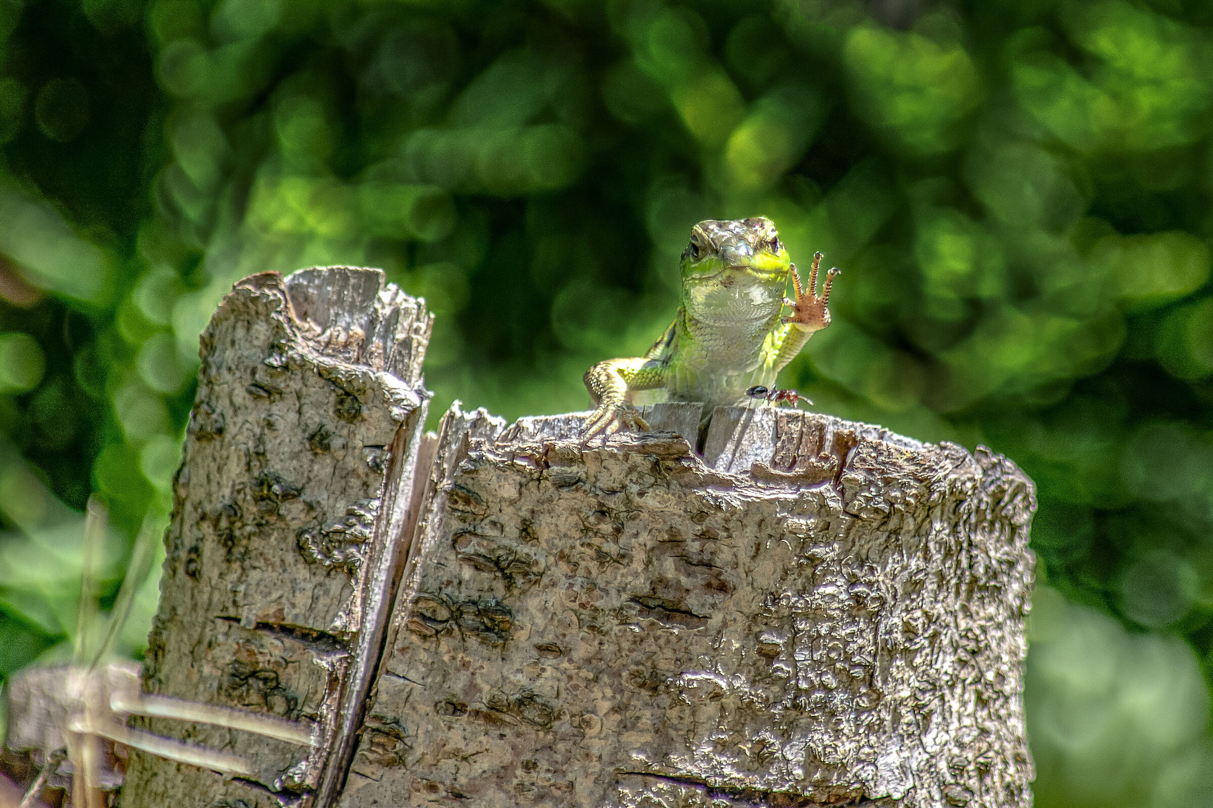 Lucetola and its prey