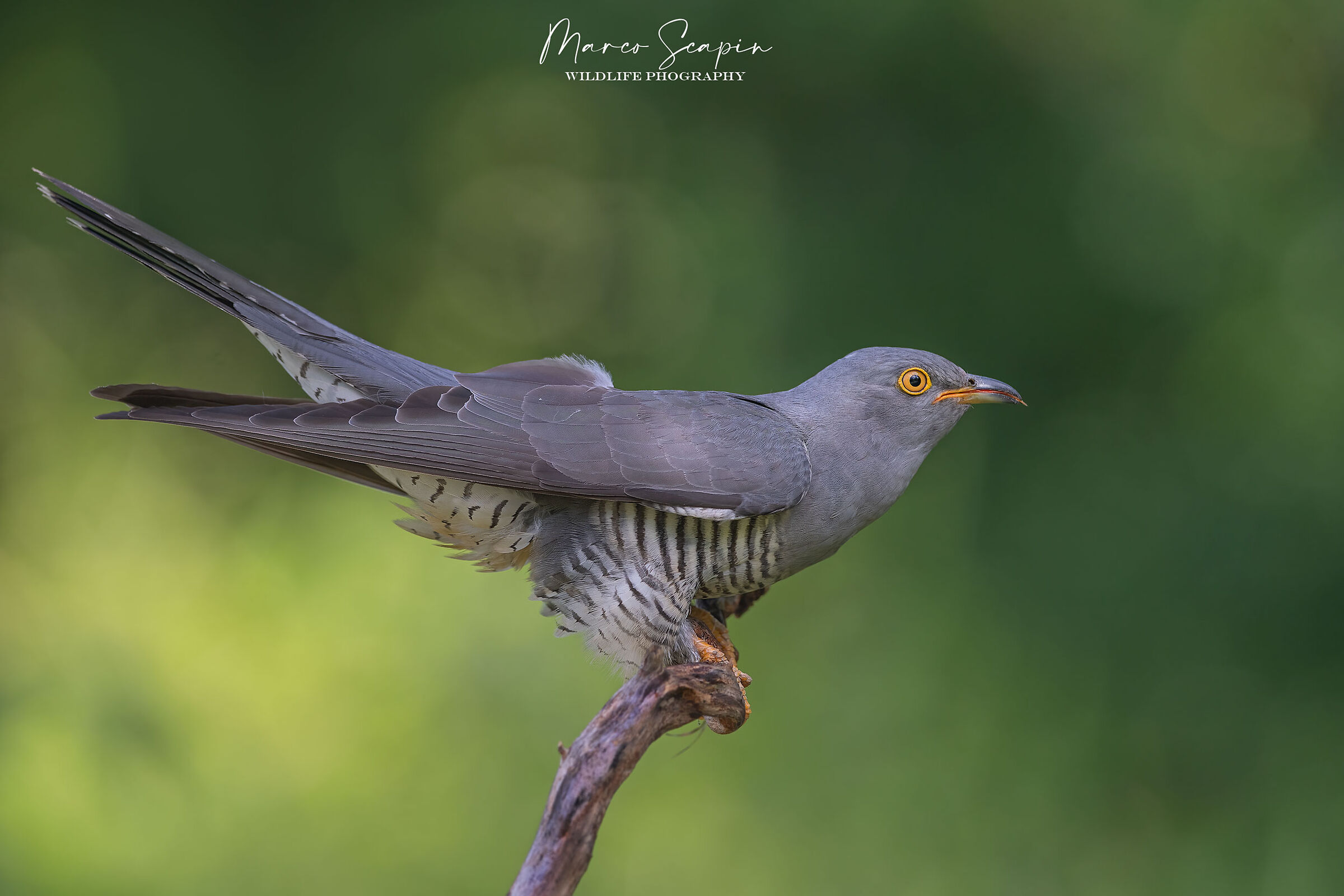 Cuckoo
