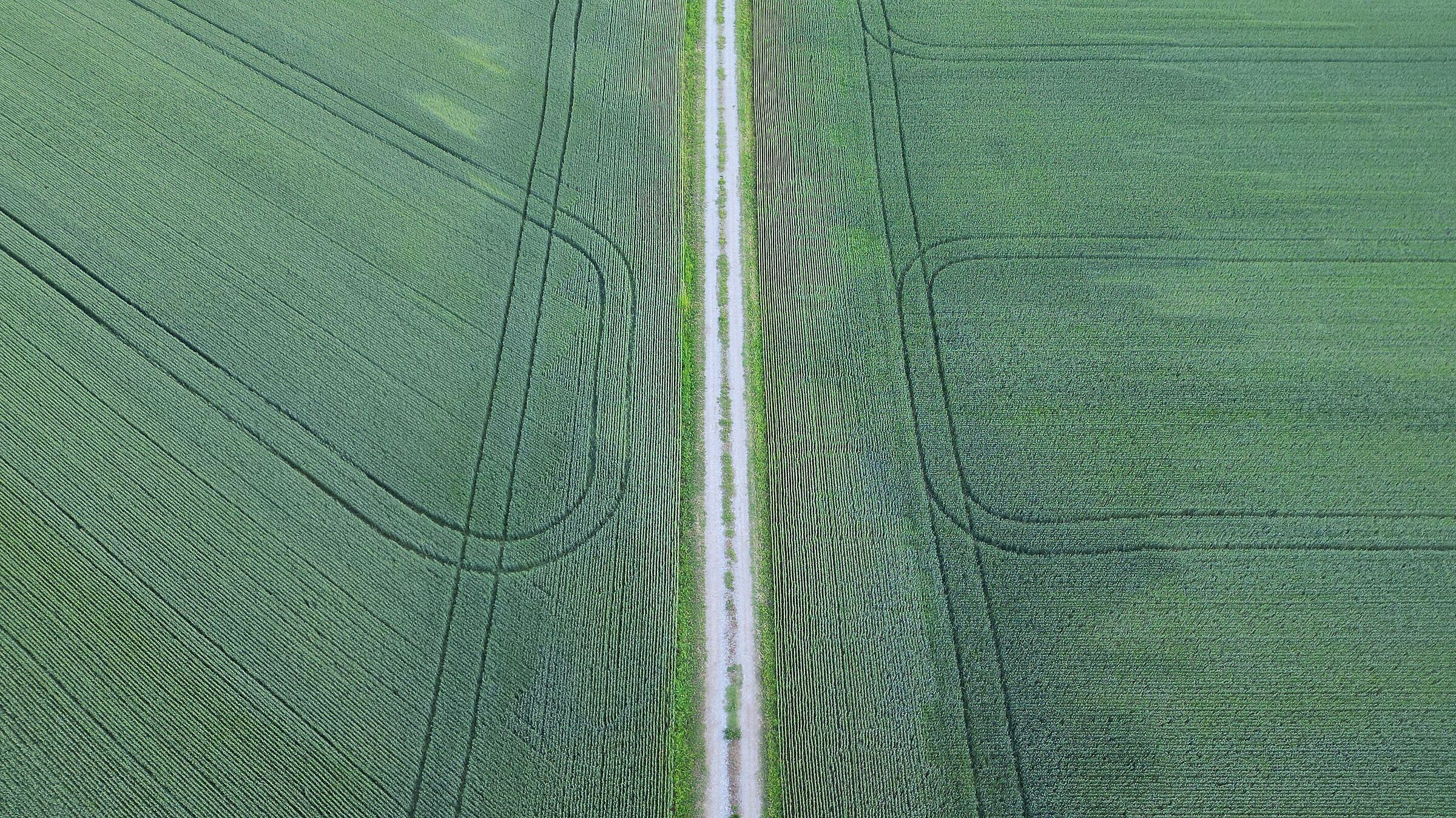 Wheat