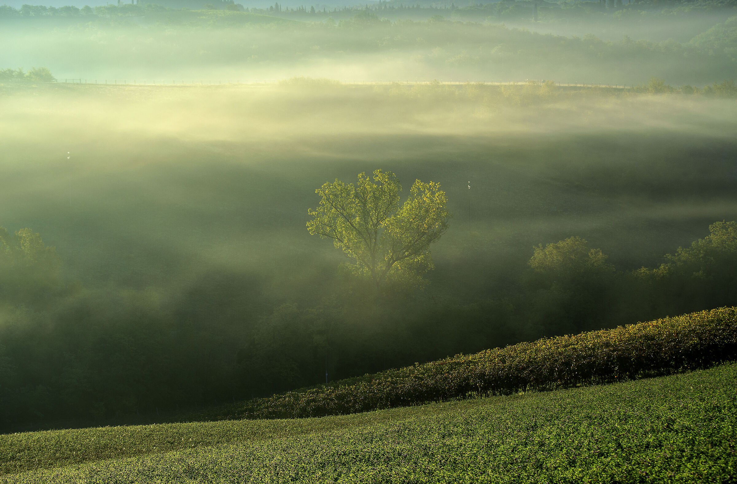 The Forest in the Morning