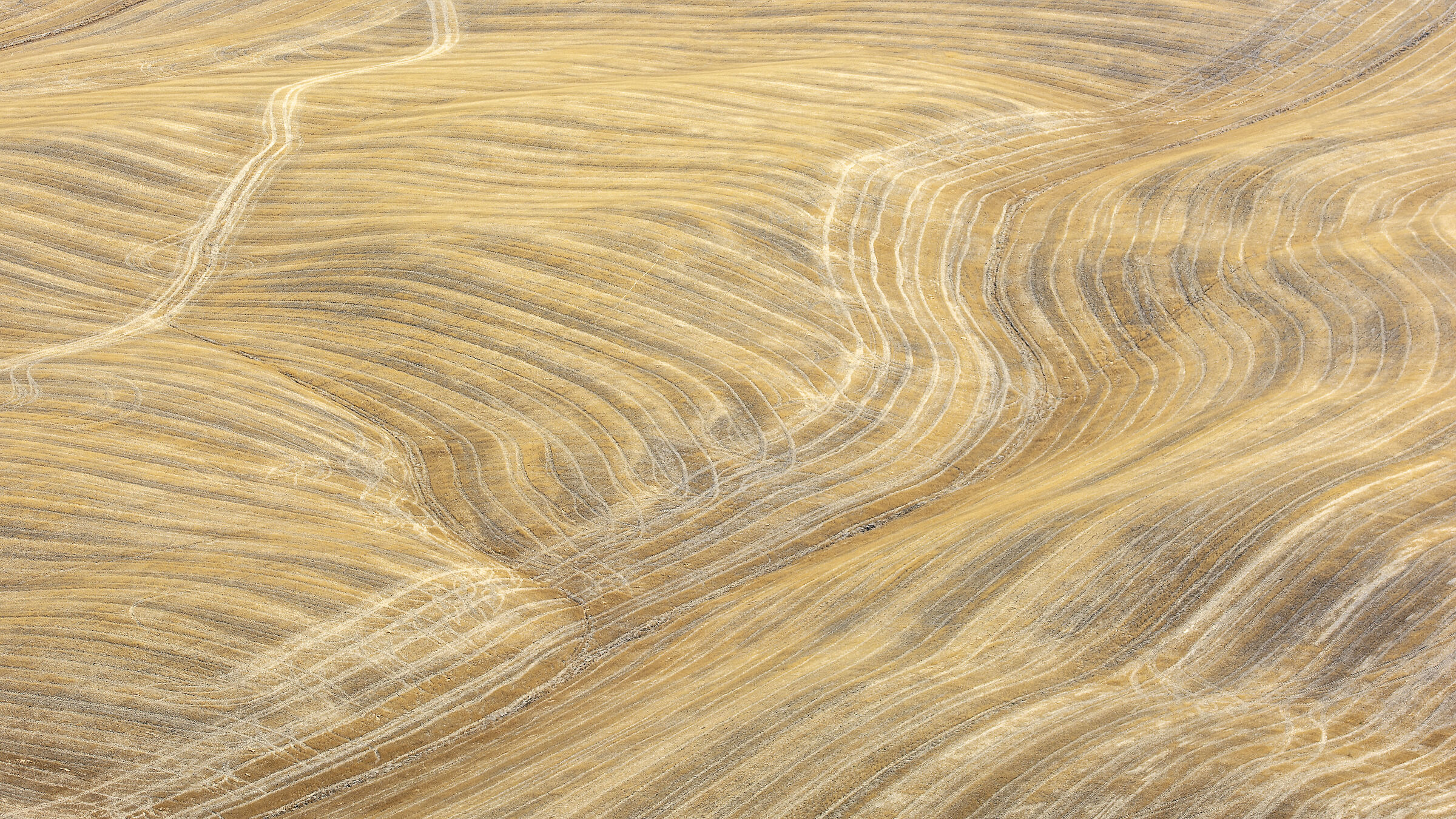 Wheat fields