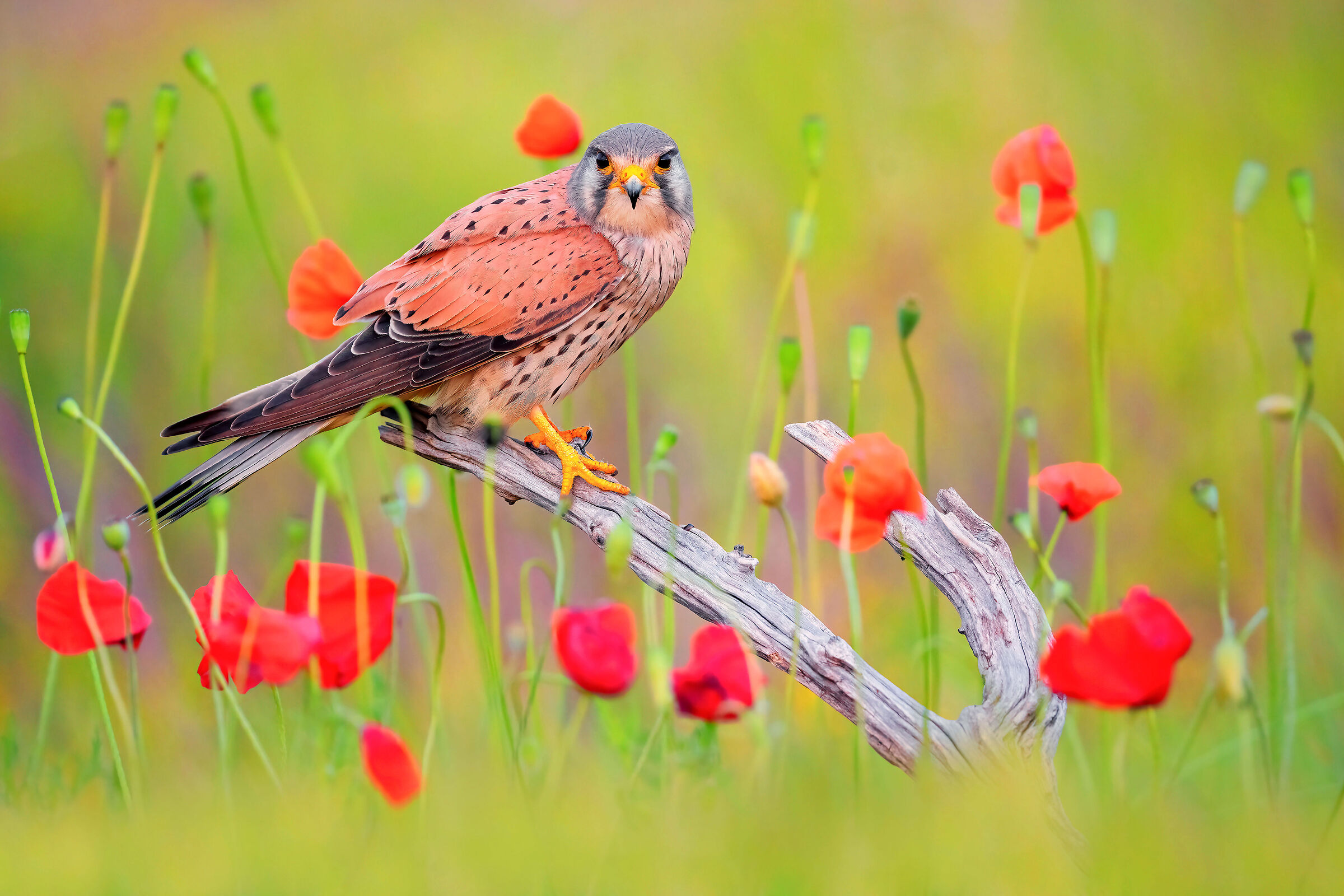 kestrel
