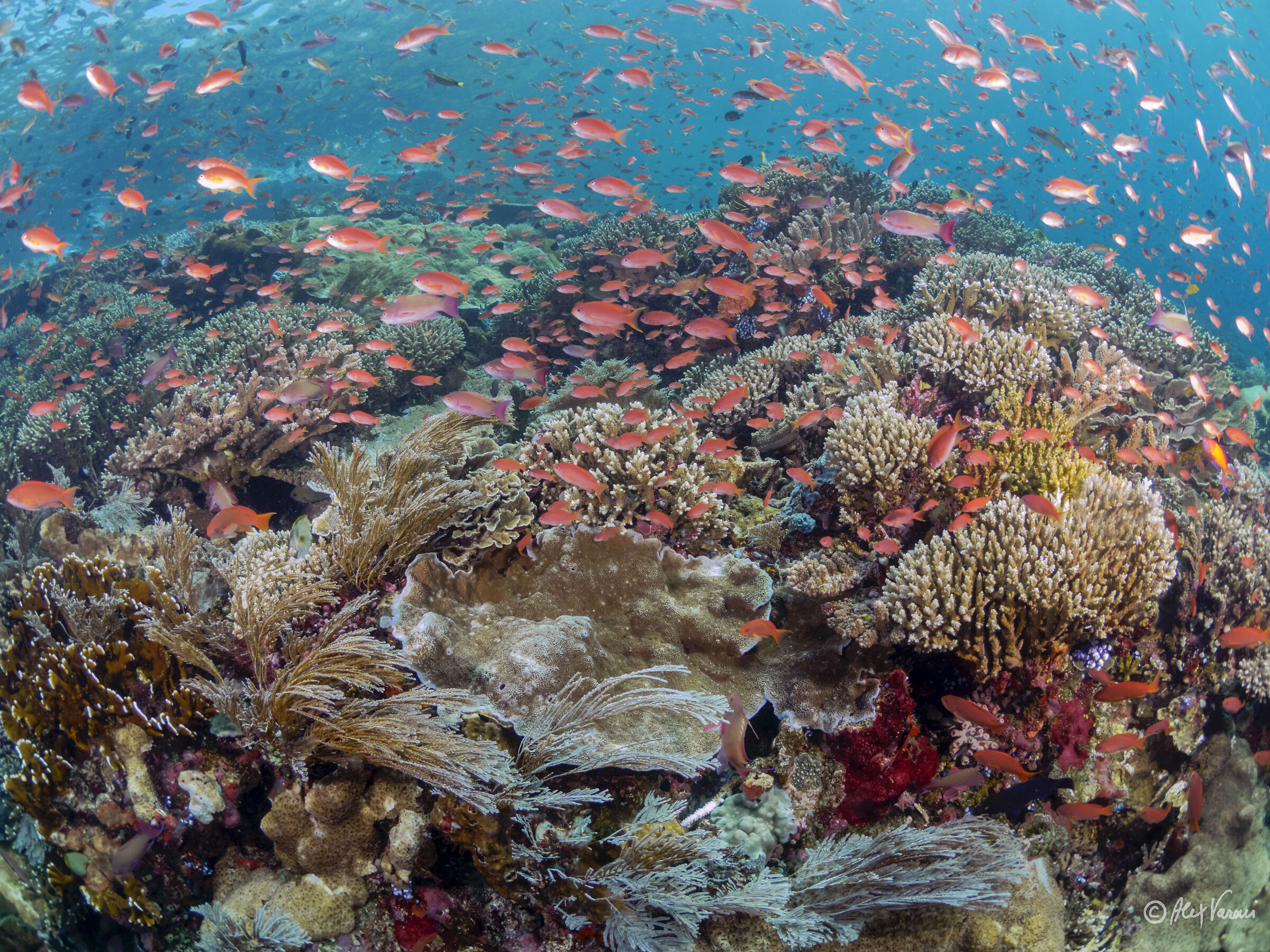 Komodo reef