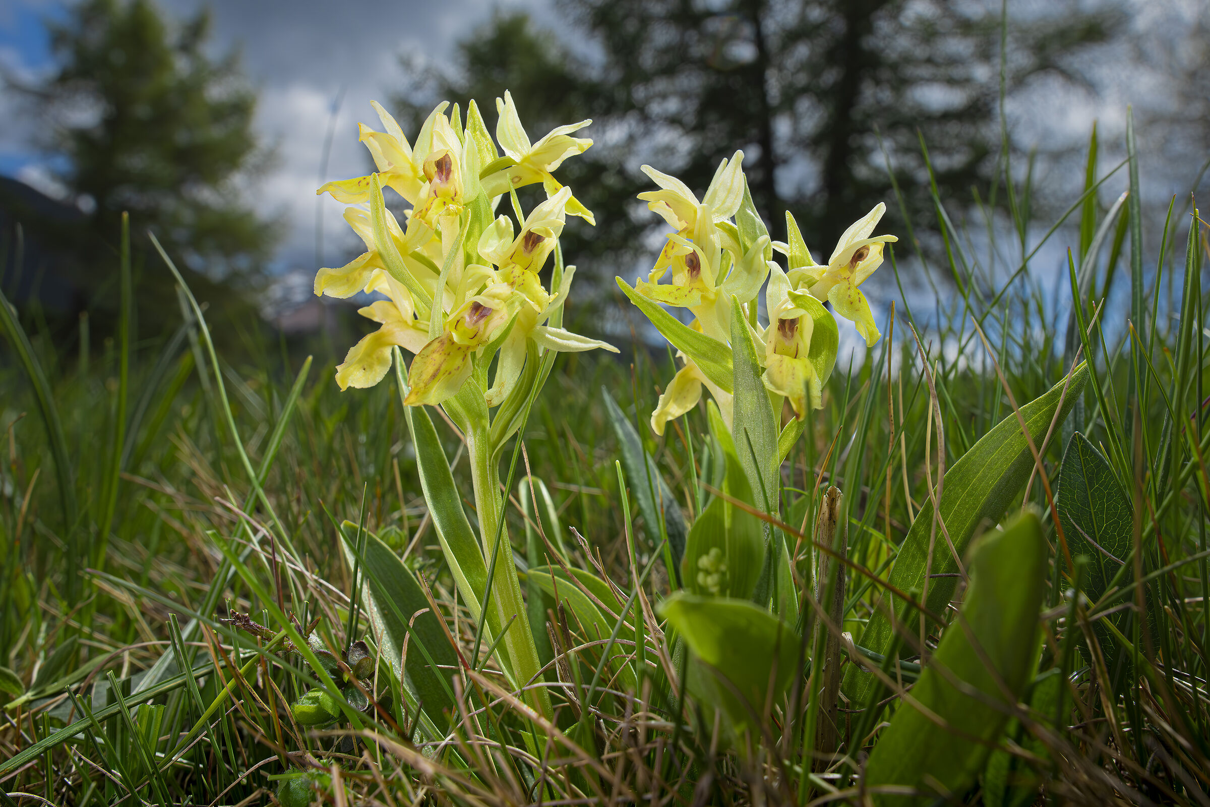 Elderberry orchids