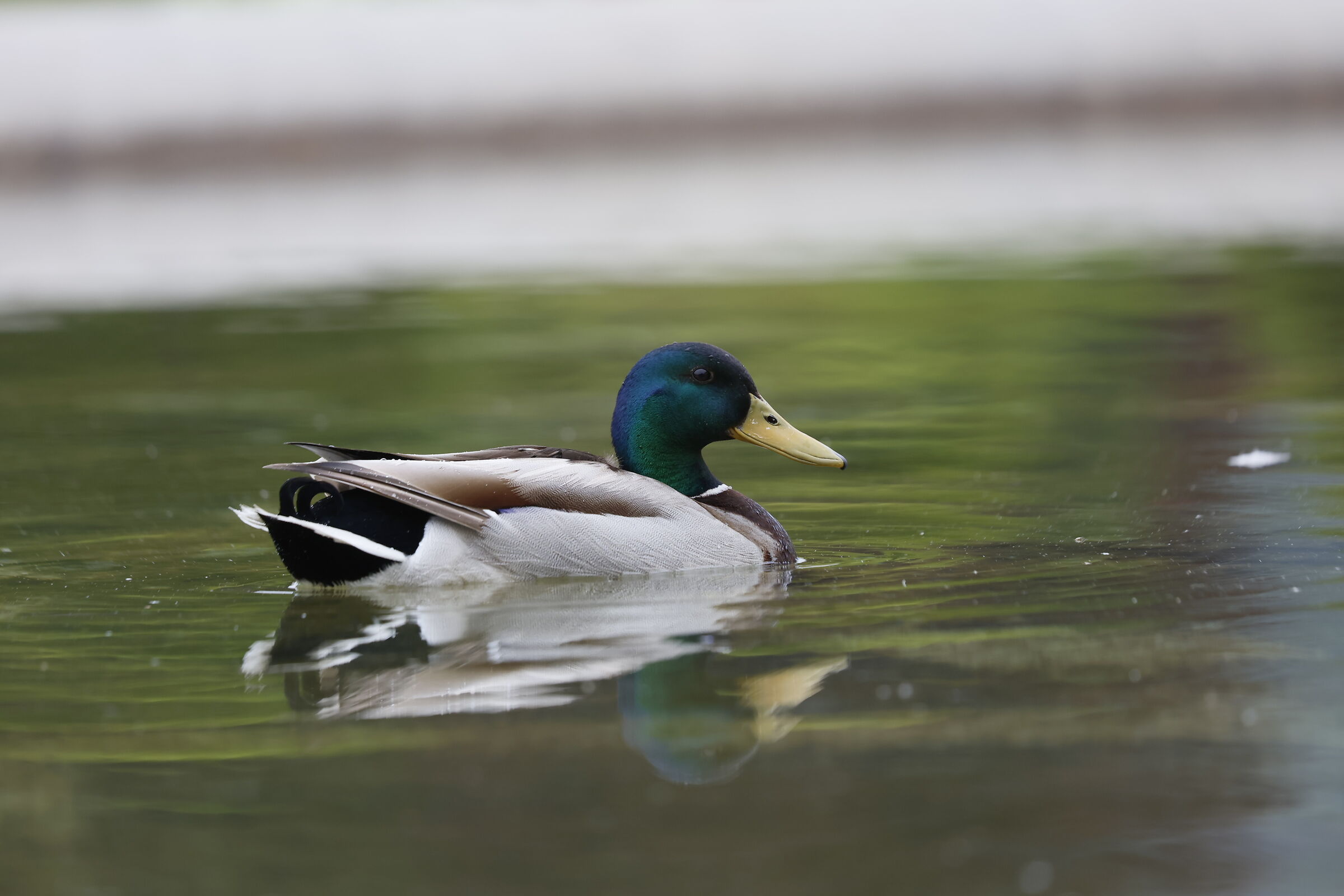 R6 MK II with EF 100-400L IS and EF-RF adapter