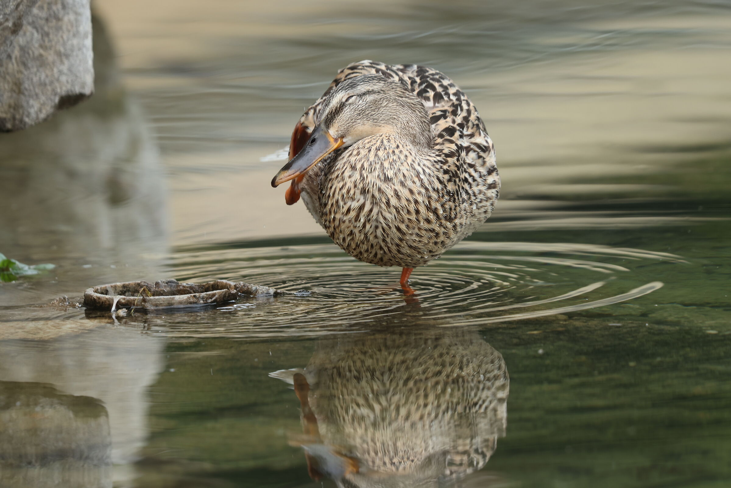 R7 with EF 100-400L IS and EF-RF adapter